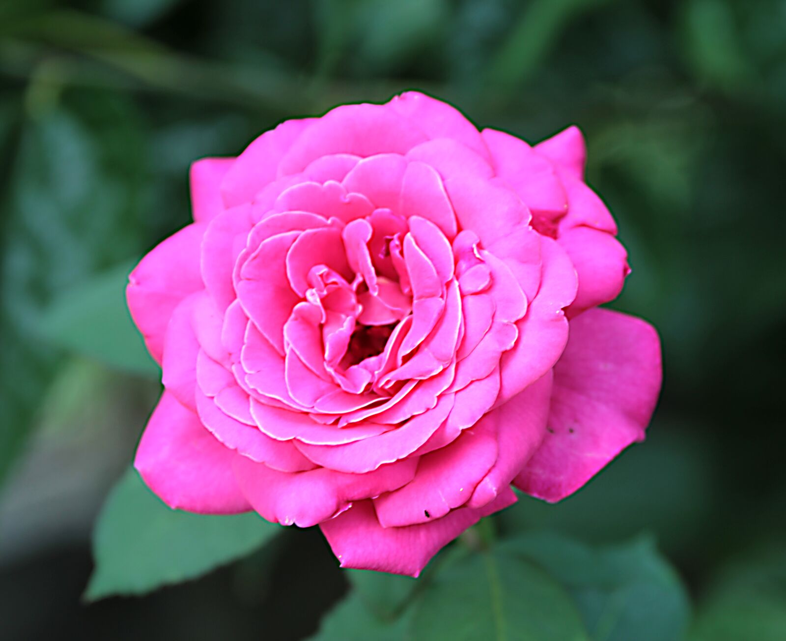 Canon EOS 550D (EOS Rebel T2i / EOS Kiss X4) sample photo. Rose, roses, flower photography