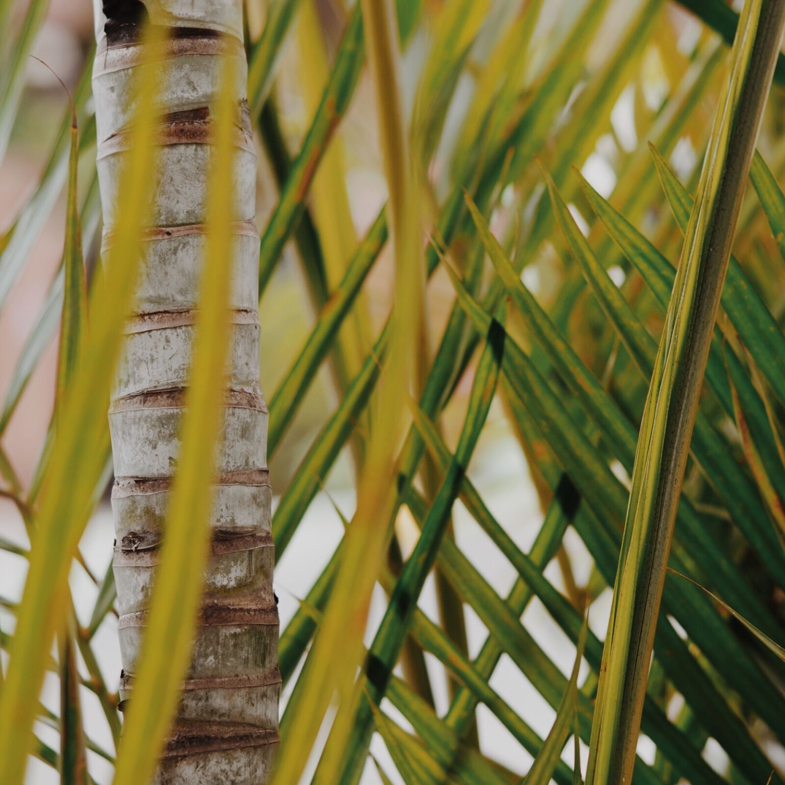 Nikon D7000 sample photo. Green, palm, photosynthesis photography