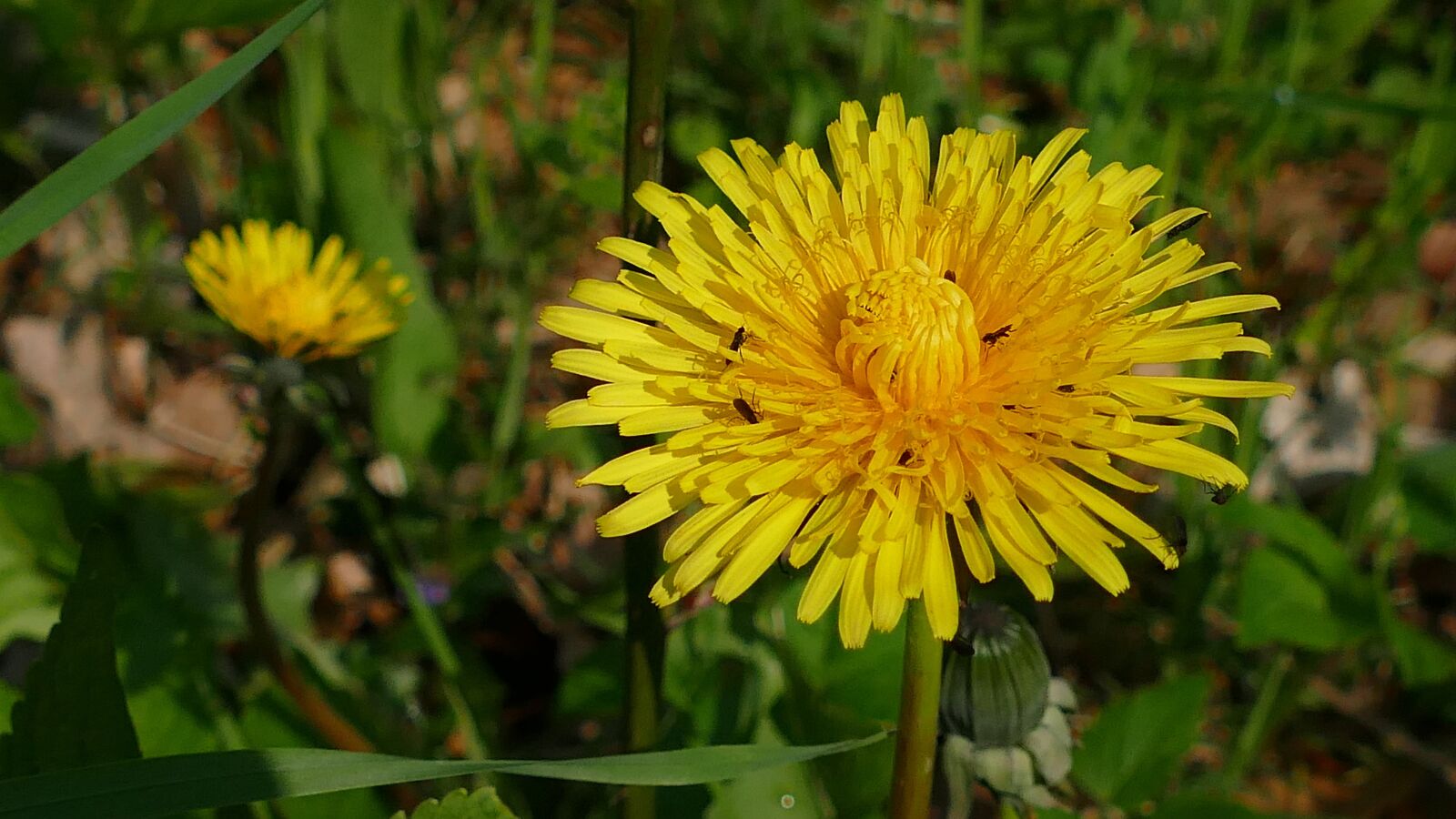 Panasonic Lumix DMC-FZ1000 sample photo. Dandelion, yellow flower, roadside photography