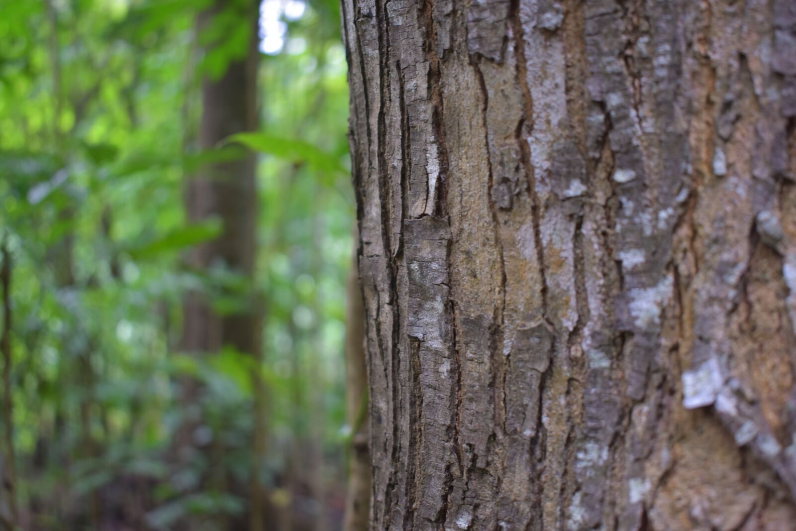 Nikon D3400 sample photo. Bark, wood, tree photography