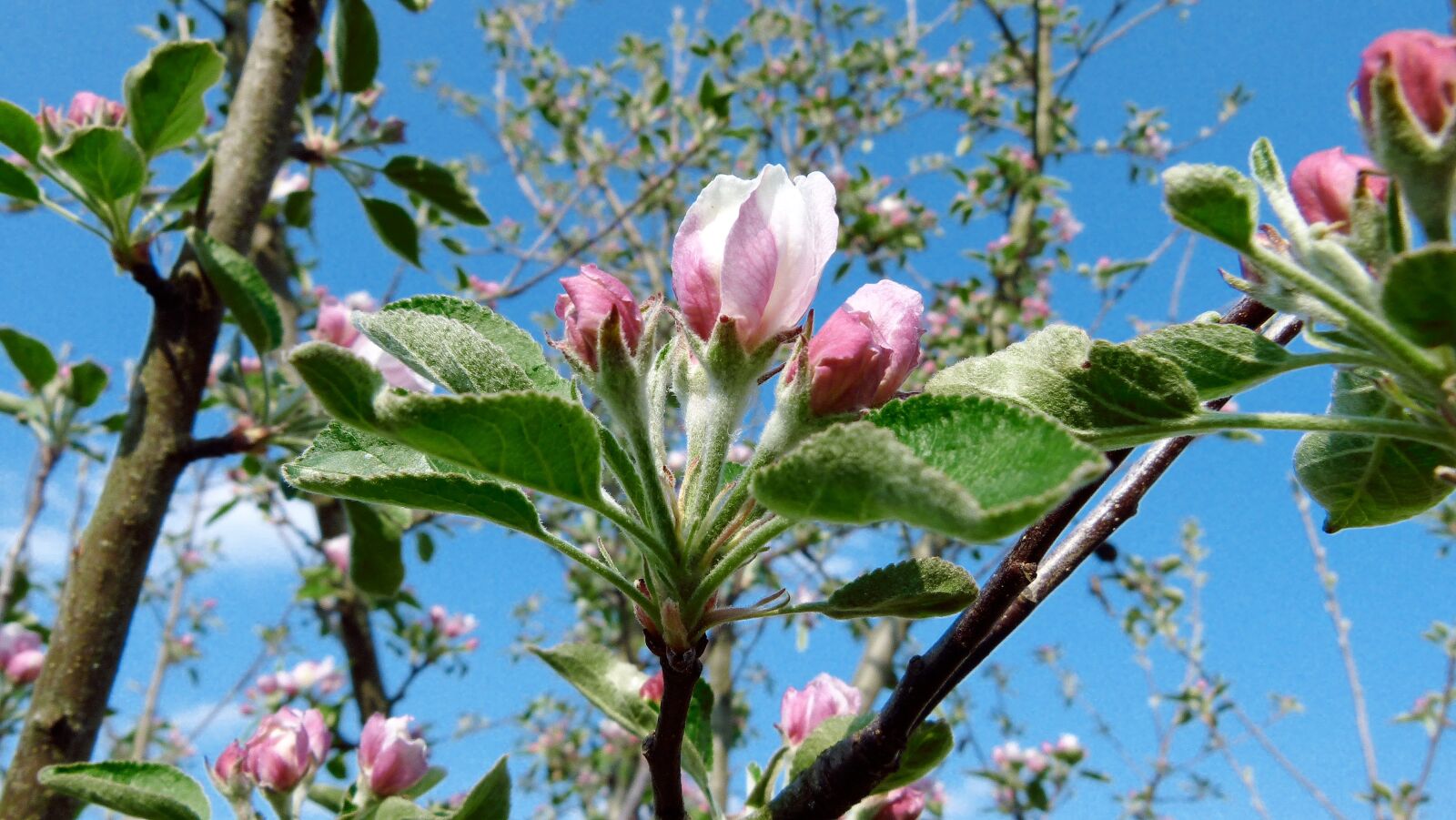 Panasonic Lumix DMC-FZ100 sample photo. Apple, blossom, bloom photography