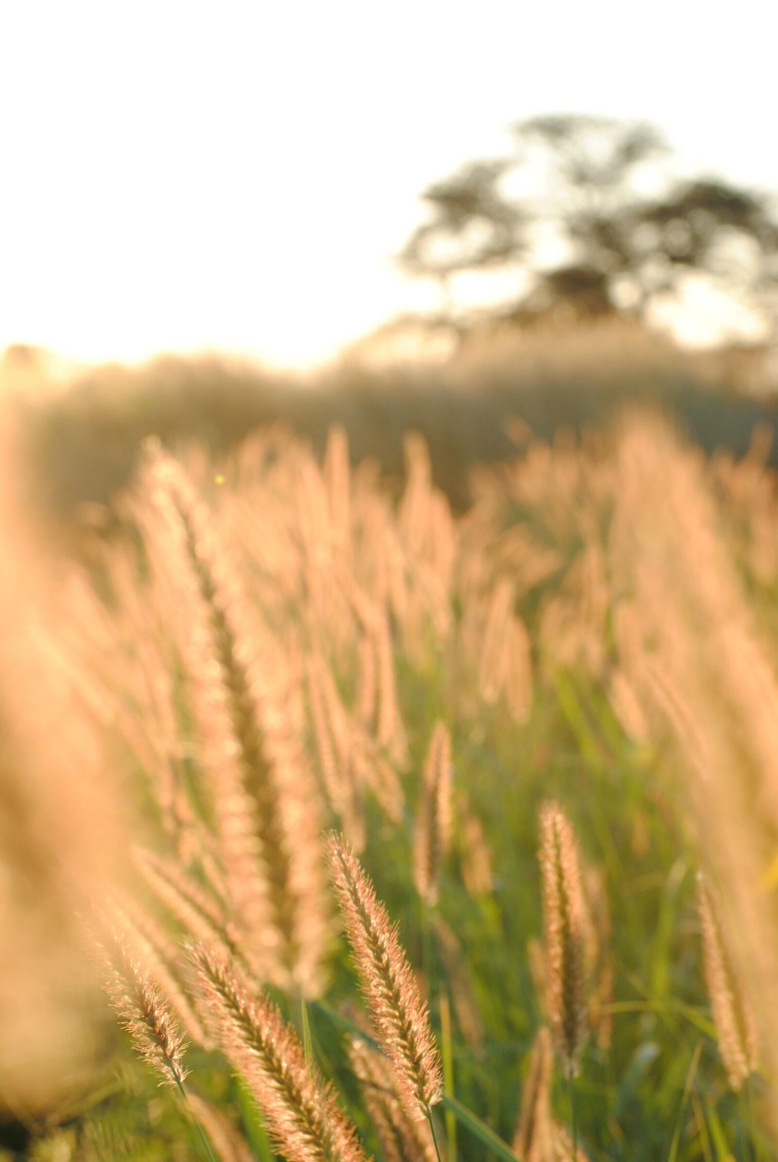 Nikon D3000 sample photo. Africa, namibia, grass photography
