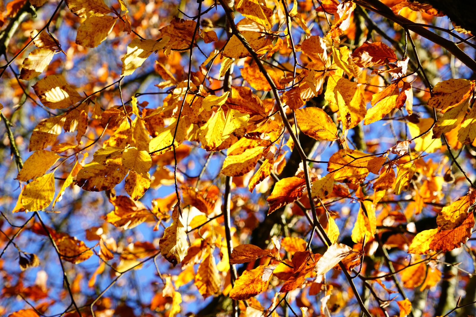 Sony a7R II sample photo. Leaves, autumn, fall foliage photography