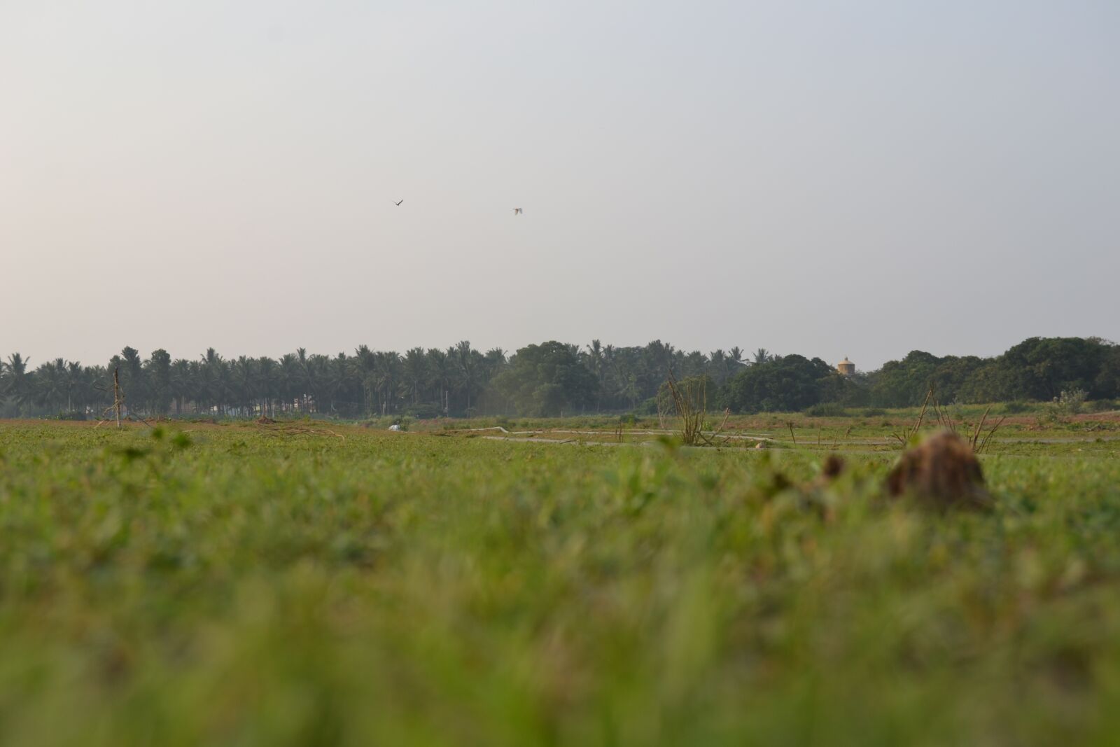 Nikon D3100 sample photo. Nature, environment, grass photography