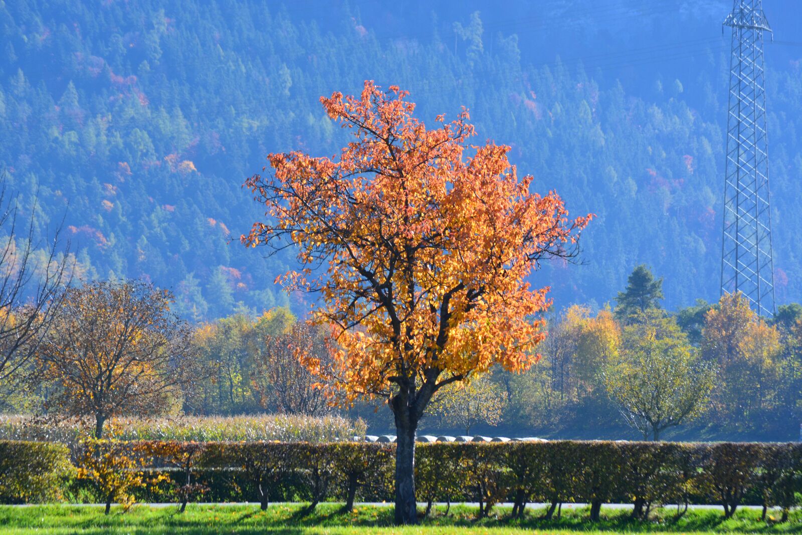 Nikon D5200 sample photo. Autumn, tree, tree in photography