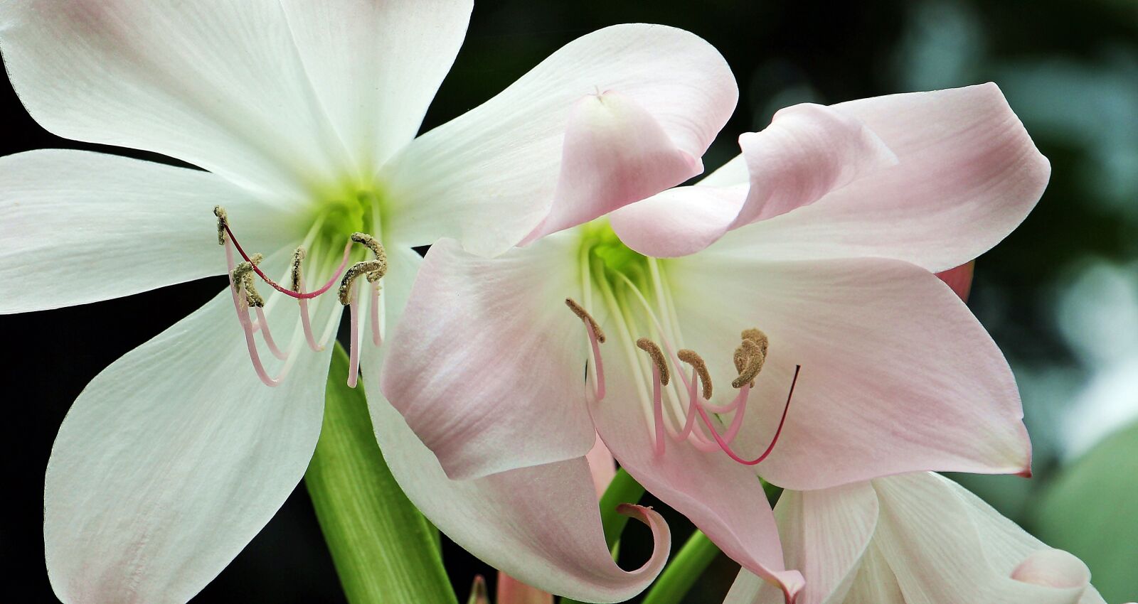 Canon EOS 550D (EOS Rebel T2i / EOS Kiss X4) sample photo. Amaryllis, knights star, amaryllis photography