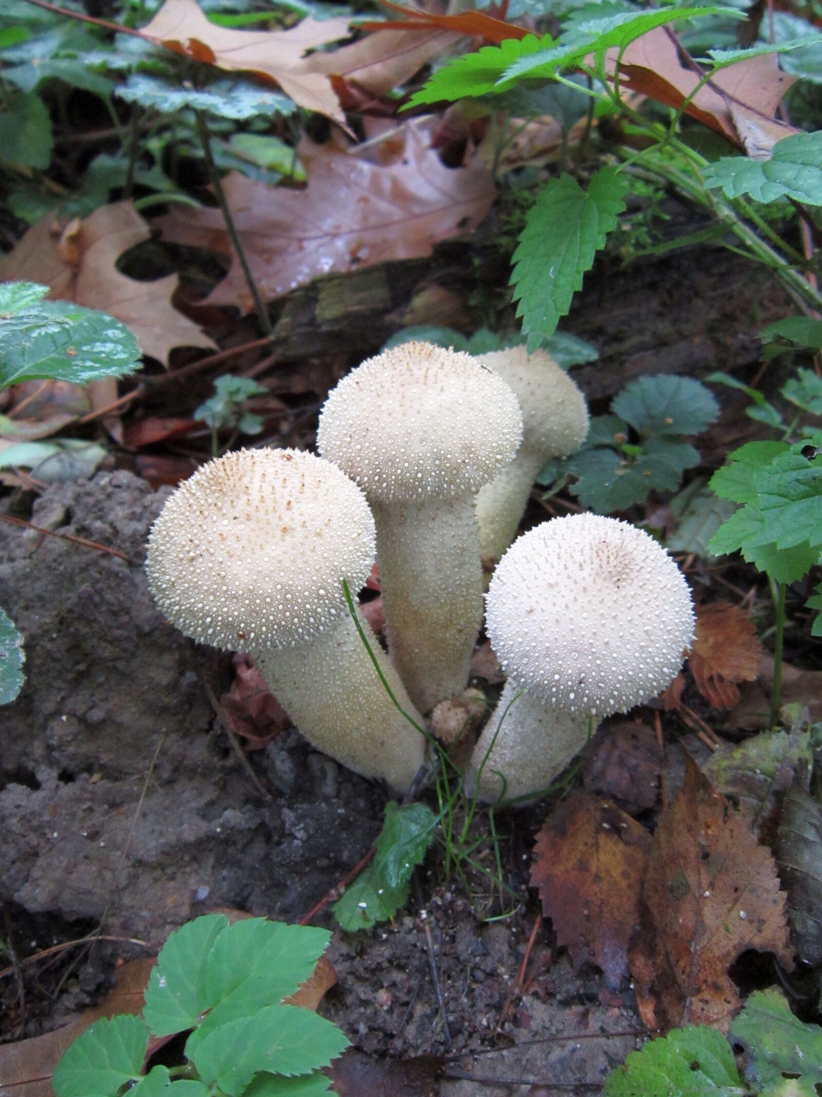 Canon PowerShot A3300 IS sample photo. Forrest, mushroom, wood photography