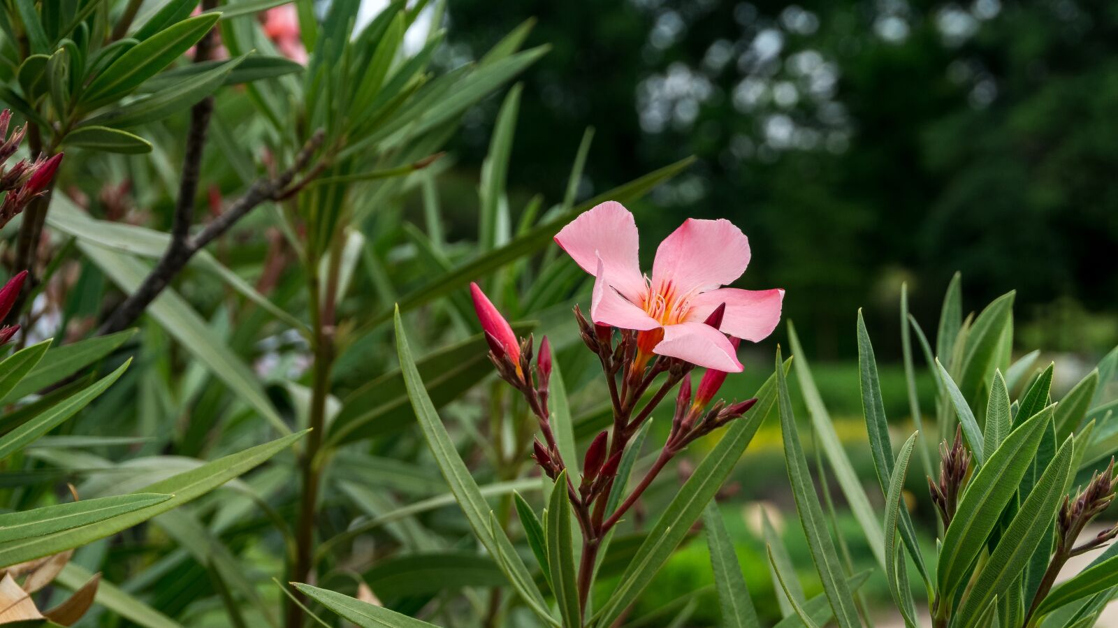Sony Alpha a5000 (ILCE 5000) sample photo. Flower, blossom, bloom photography