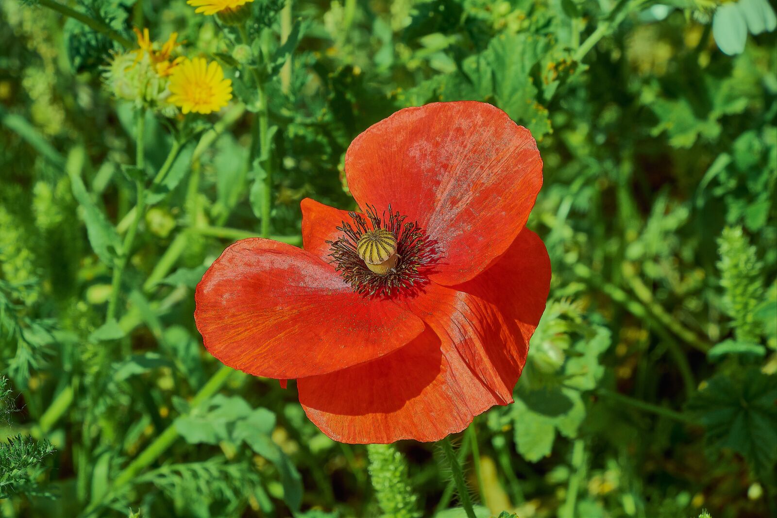 Nikon D7200 sample photo. Poppy, red, spring photography