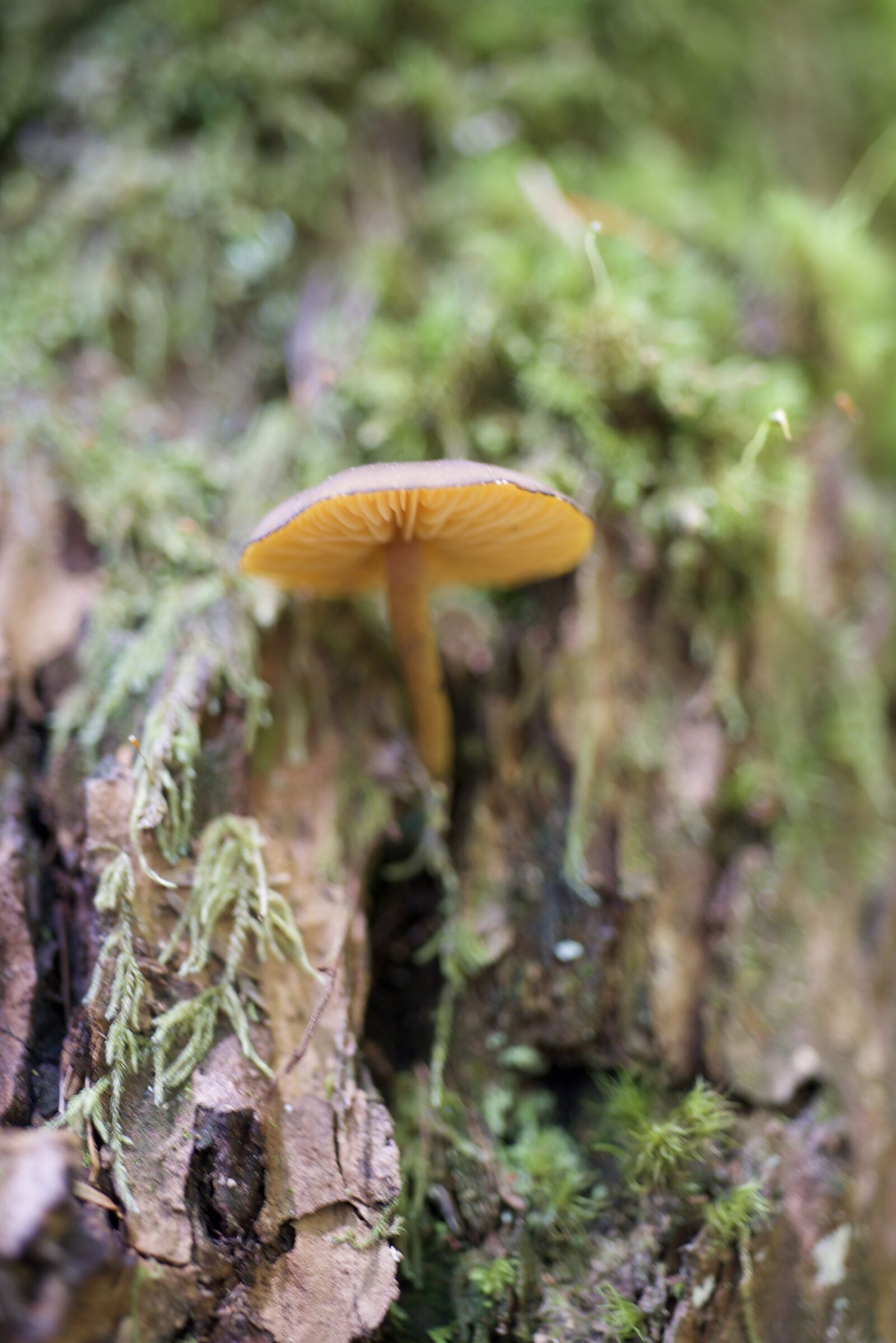 Nikon D600 sample photo. Mushroom, fungi, tree mushroom photography