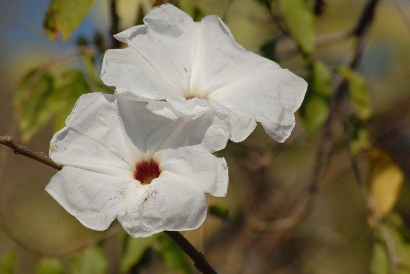 Nikon D200 sample photo. Flower cazahuate, tree, bark photography