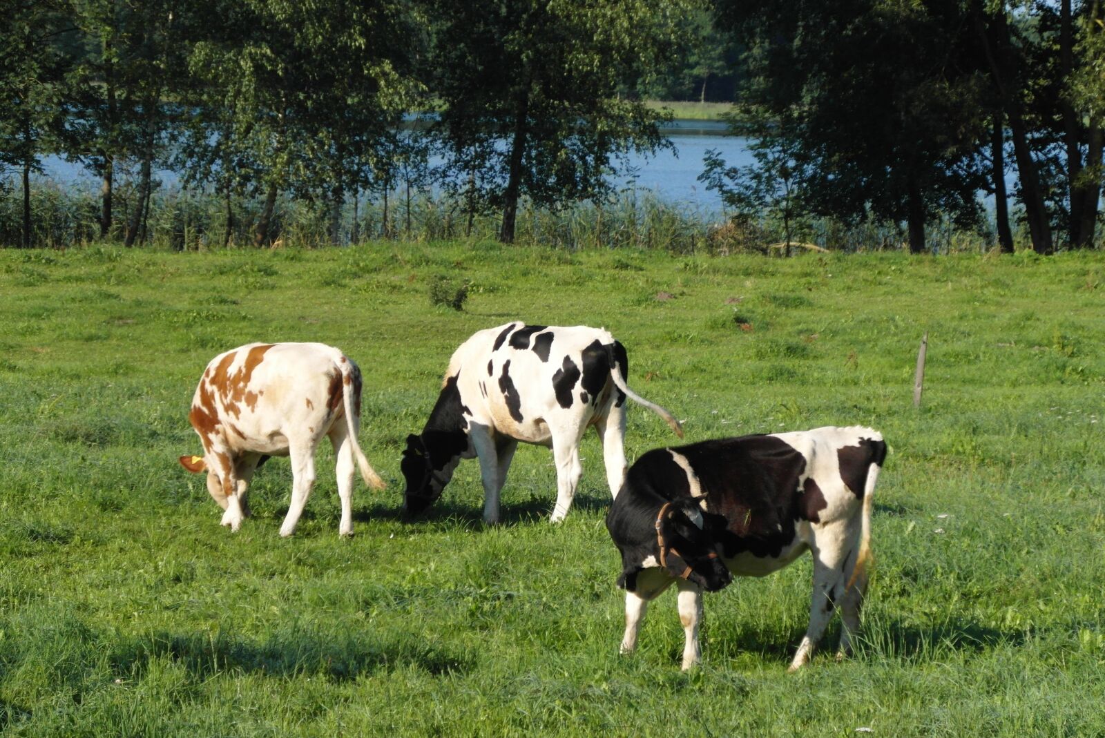 Samsung WB750 sample photo. Cows, cattle, animals photography