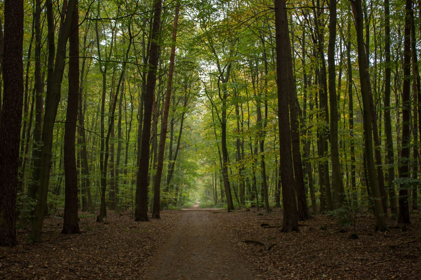 Canon EOS 600D (Rebel EOS T3i / EOS Kiss X5) sample photo. Autumn, forest, forest path photography