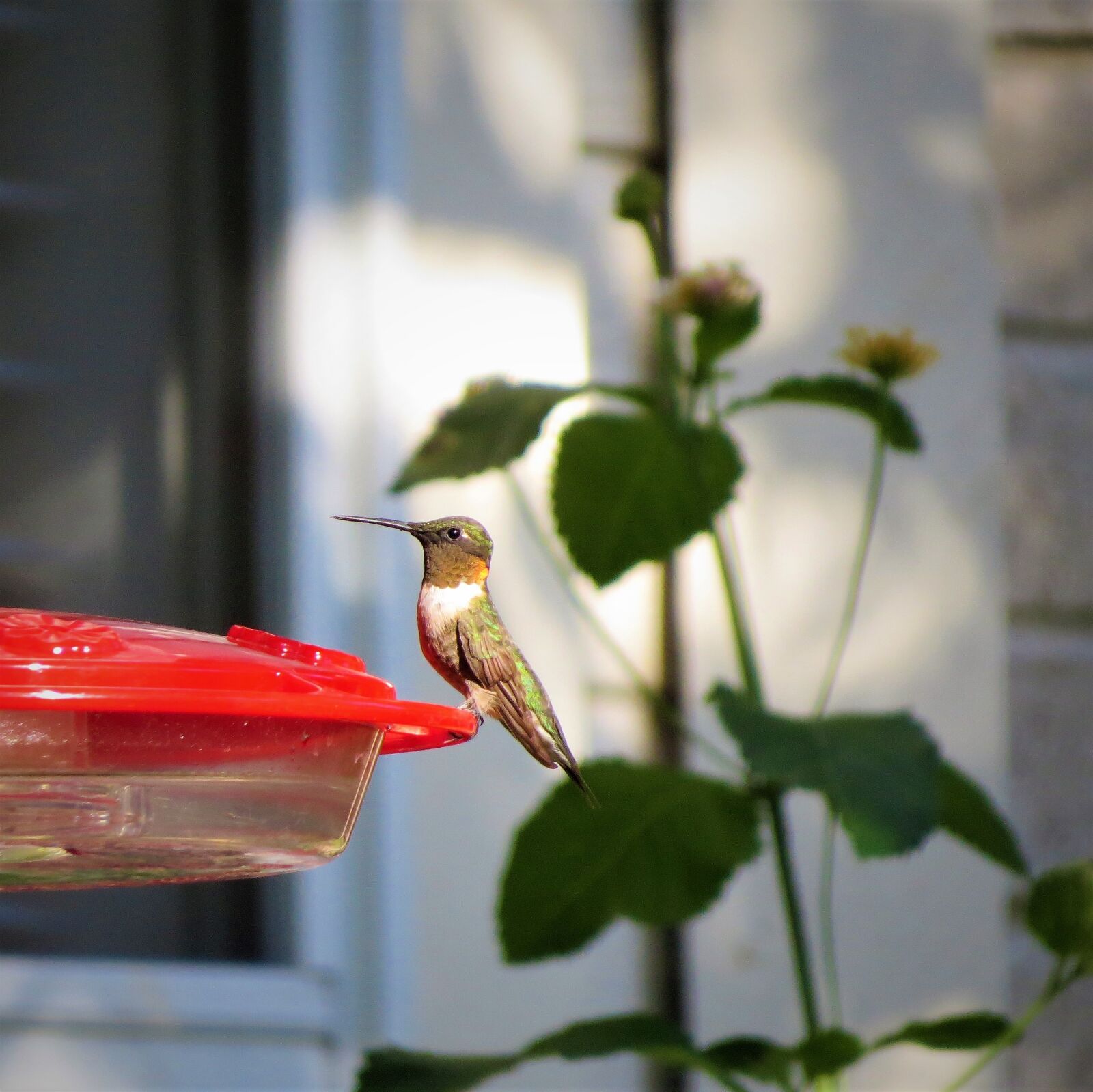Canon PowerShot SX50 HS sample photo. Bird, hummingbird, golden neck photography