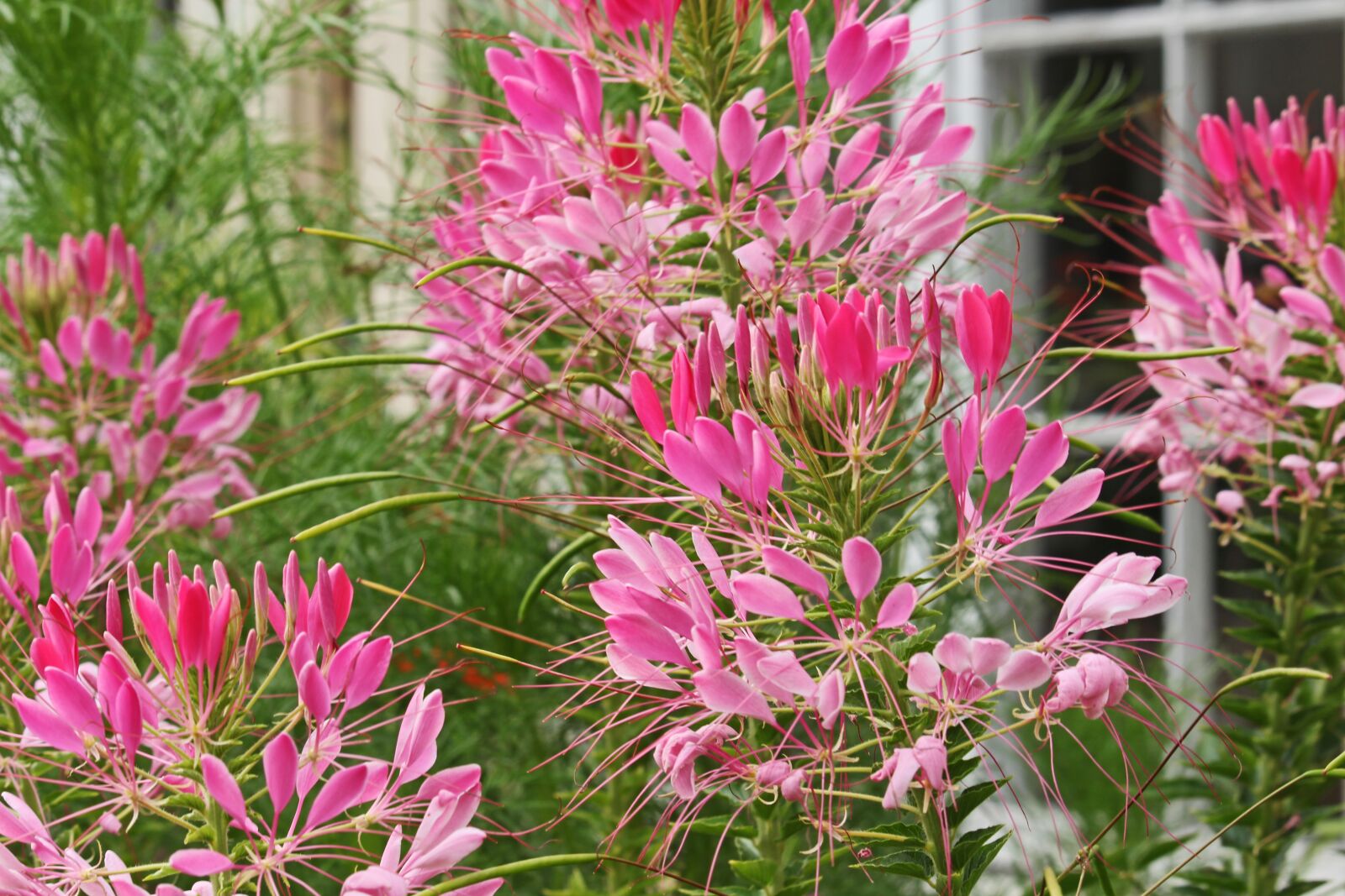 Canon EF-S 55-250mm F4-5.6 IS STM sample photo. Spinning flowers, orangery, potsdam photography