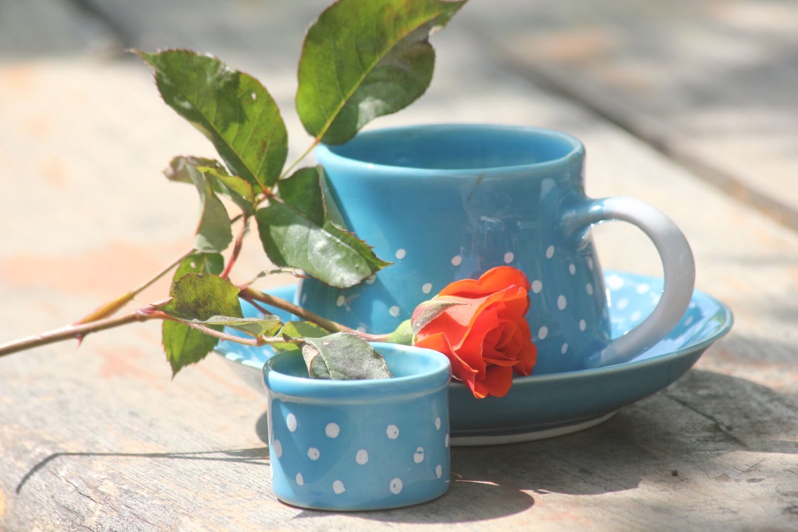 Canon EOS 550D (EOS Rebel T2i / EOS Kiss X4) sample photo. Potty, ceramics, a cup photography