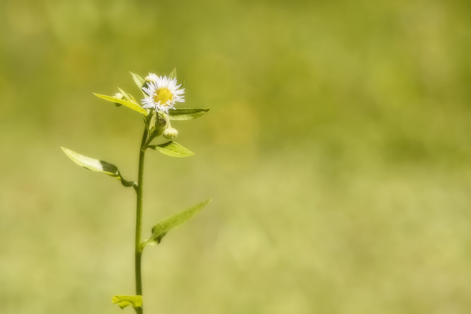 Nikon D7200 sample photo. Flower, summer meadow, flower photography