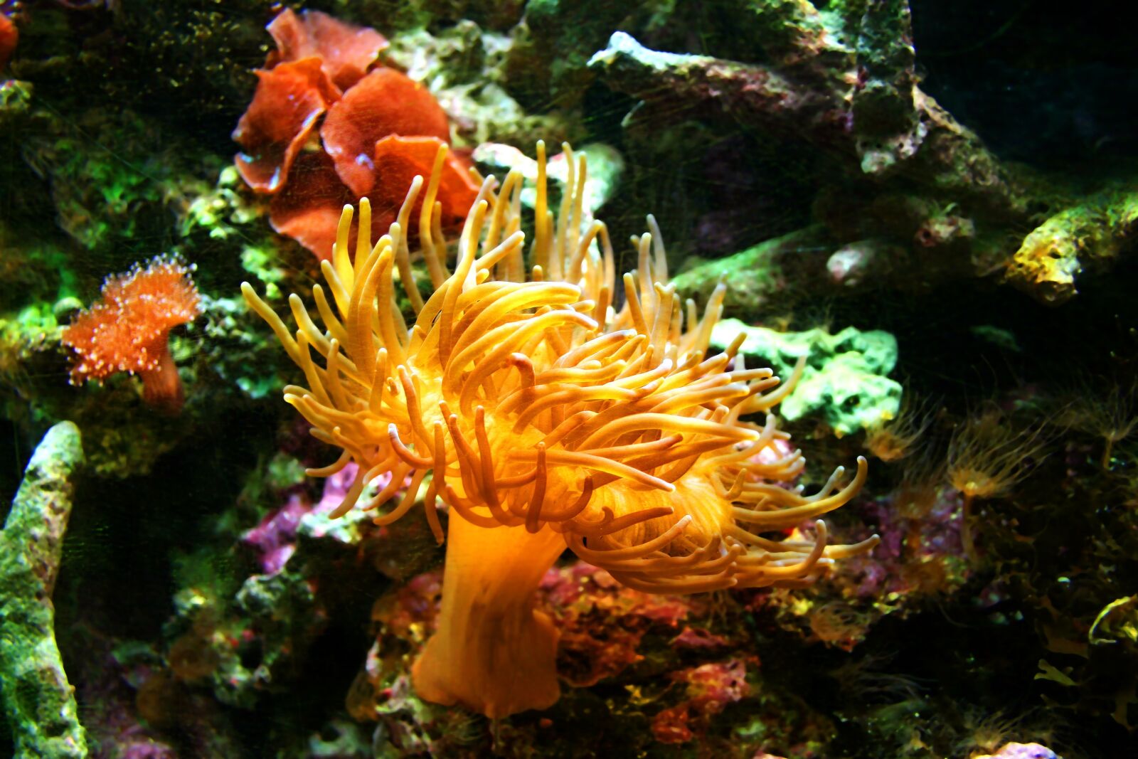 Canon EOS 30D sample photo. Sea anemone, aquarium, jellyfish photography