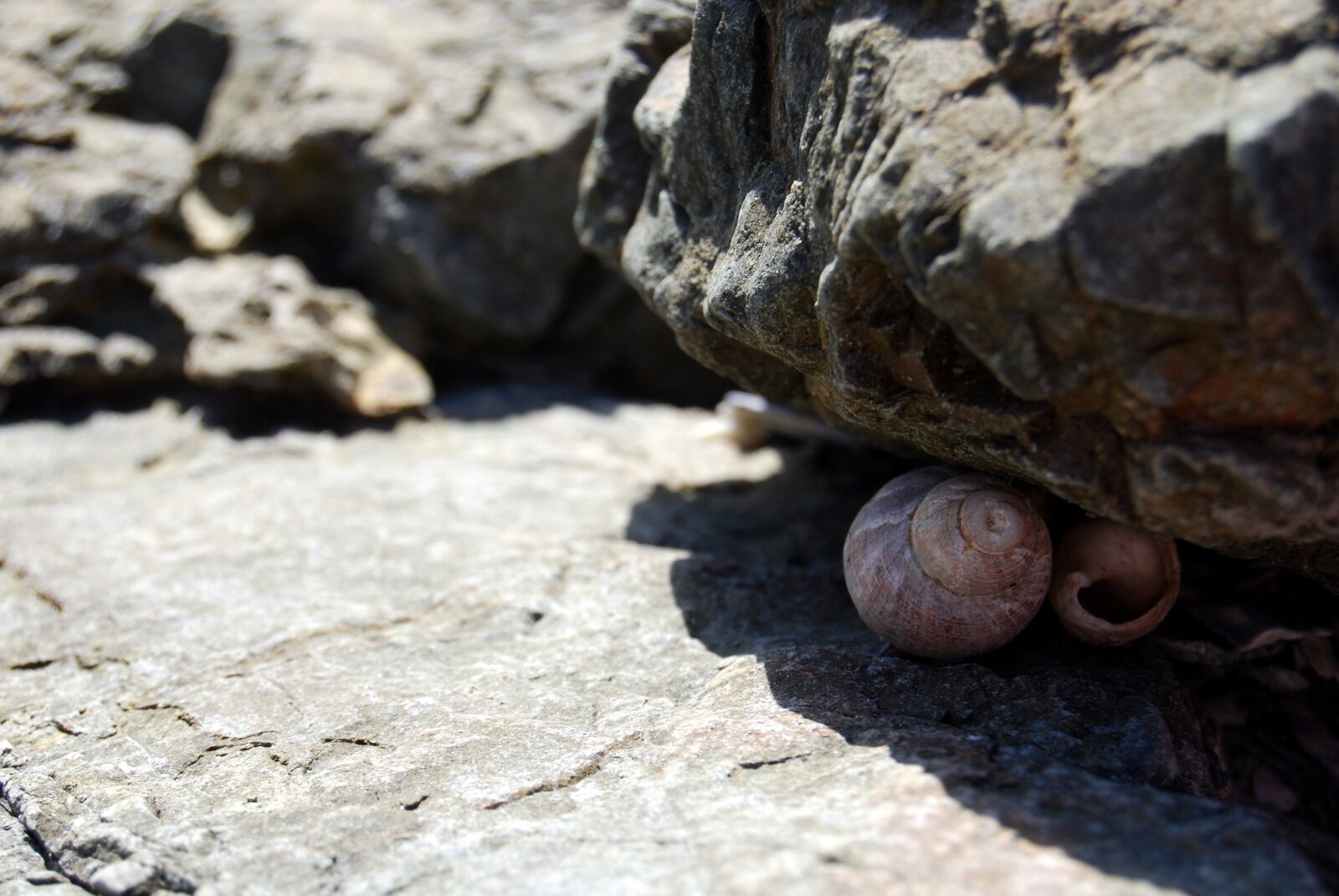Nikon D60 sample photo. Rock, shell, sea photography