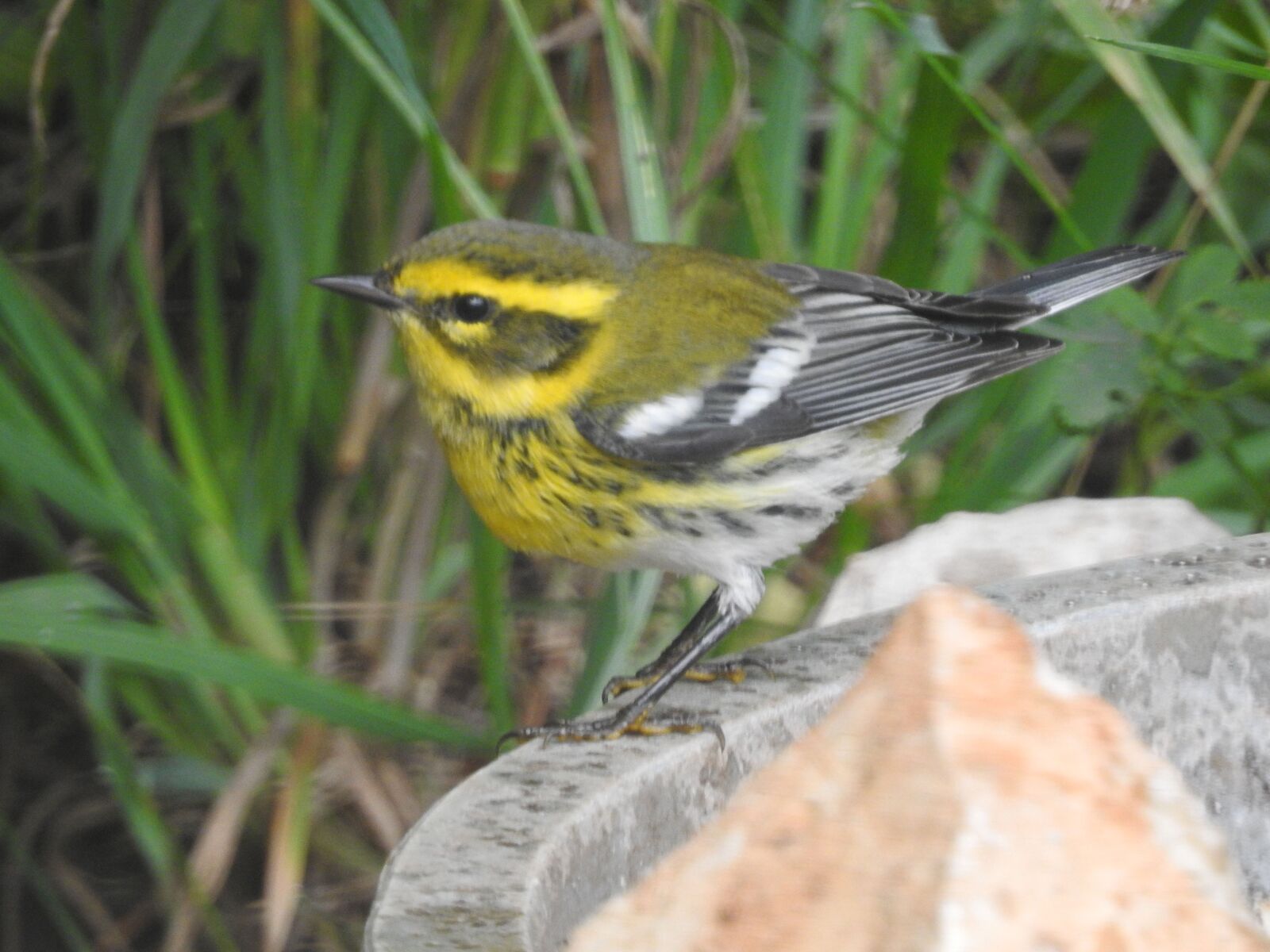 Nikon Coolpix P900 sample photo. Warbler, yellow, bird photography