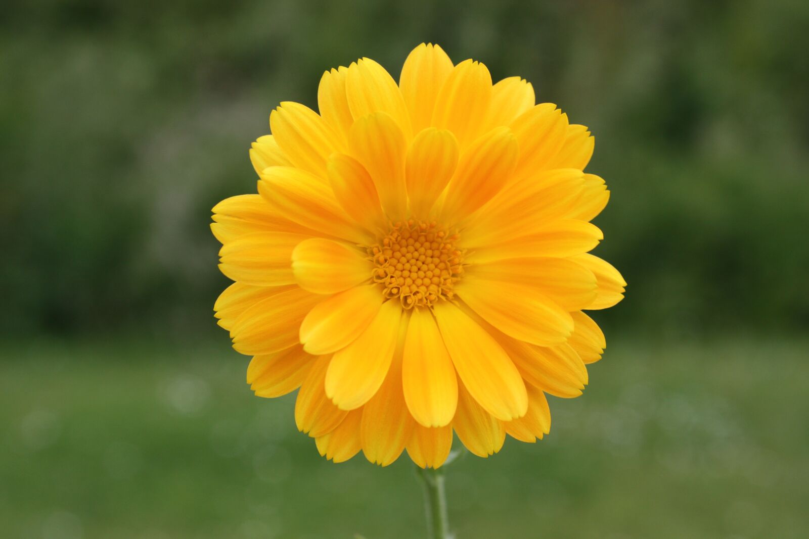 Canon EOS 450D (EOS Rebel XSi / EOS Kiss X2) sample photo. Flower, yellow, spring photography