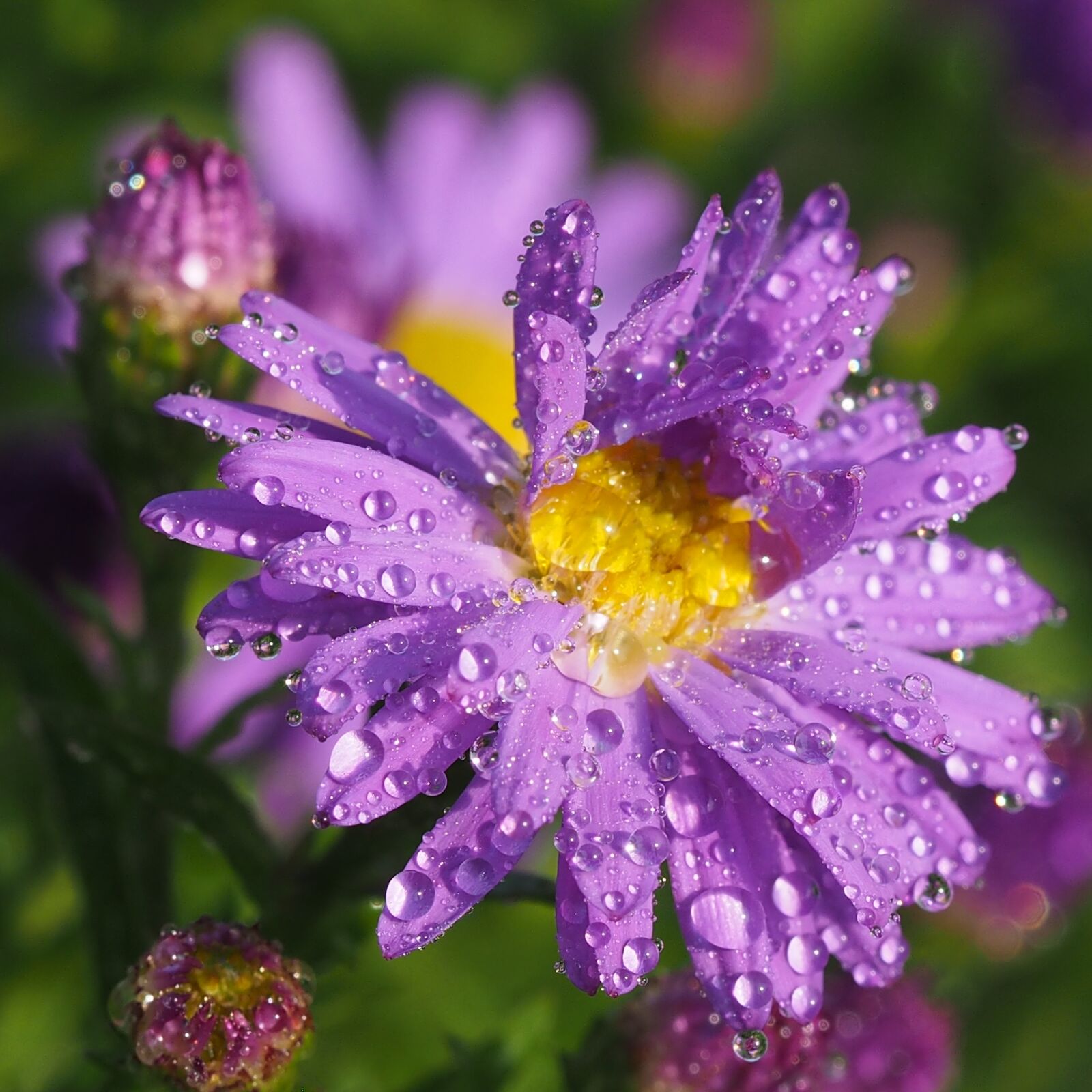Olympus M.Zuiko Digital ED 60mm F2.8 Macro sample photo. Dewy, after the rain photography
