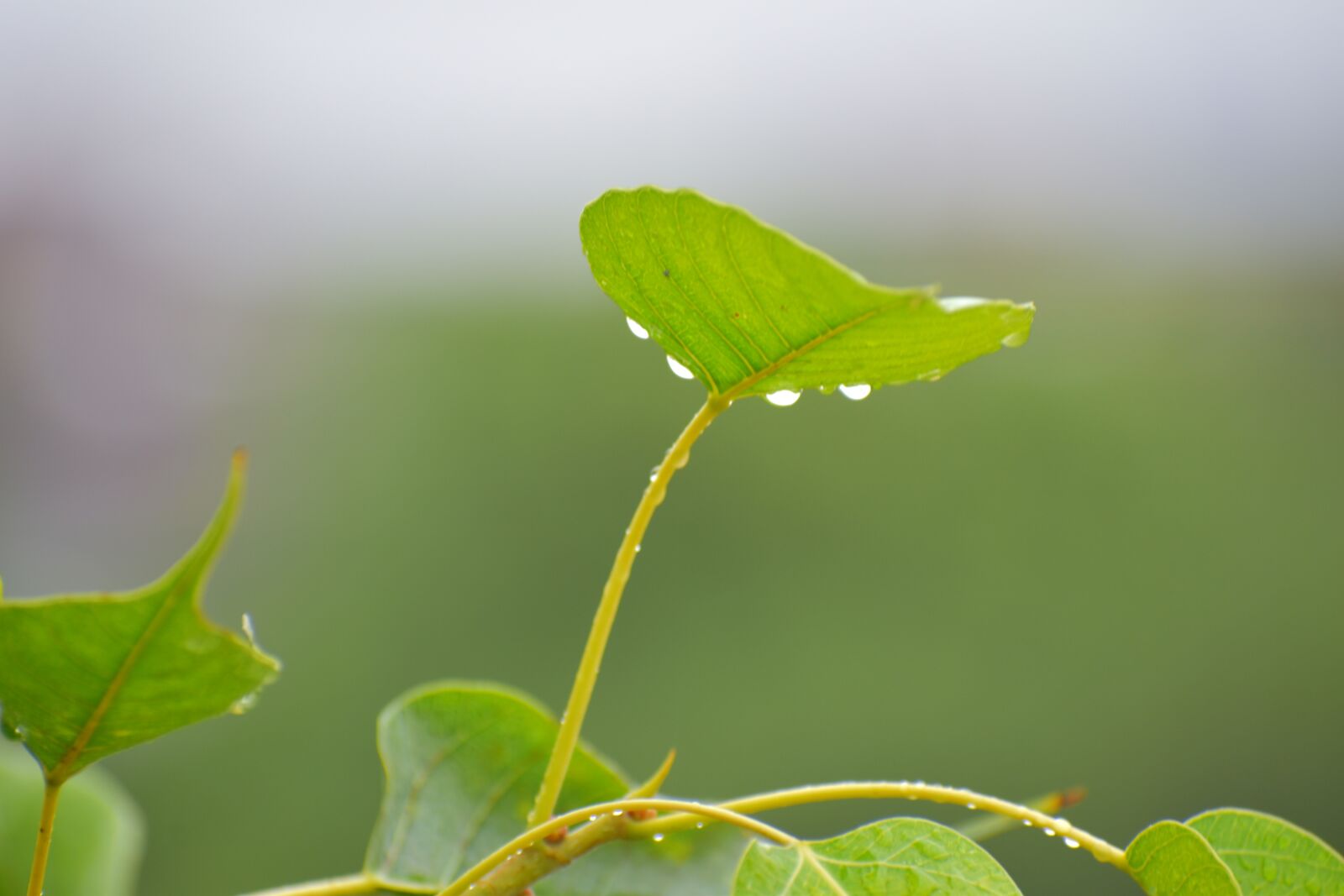 Nikon D5600 sample photo. Pipal leaf, rain drops photography