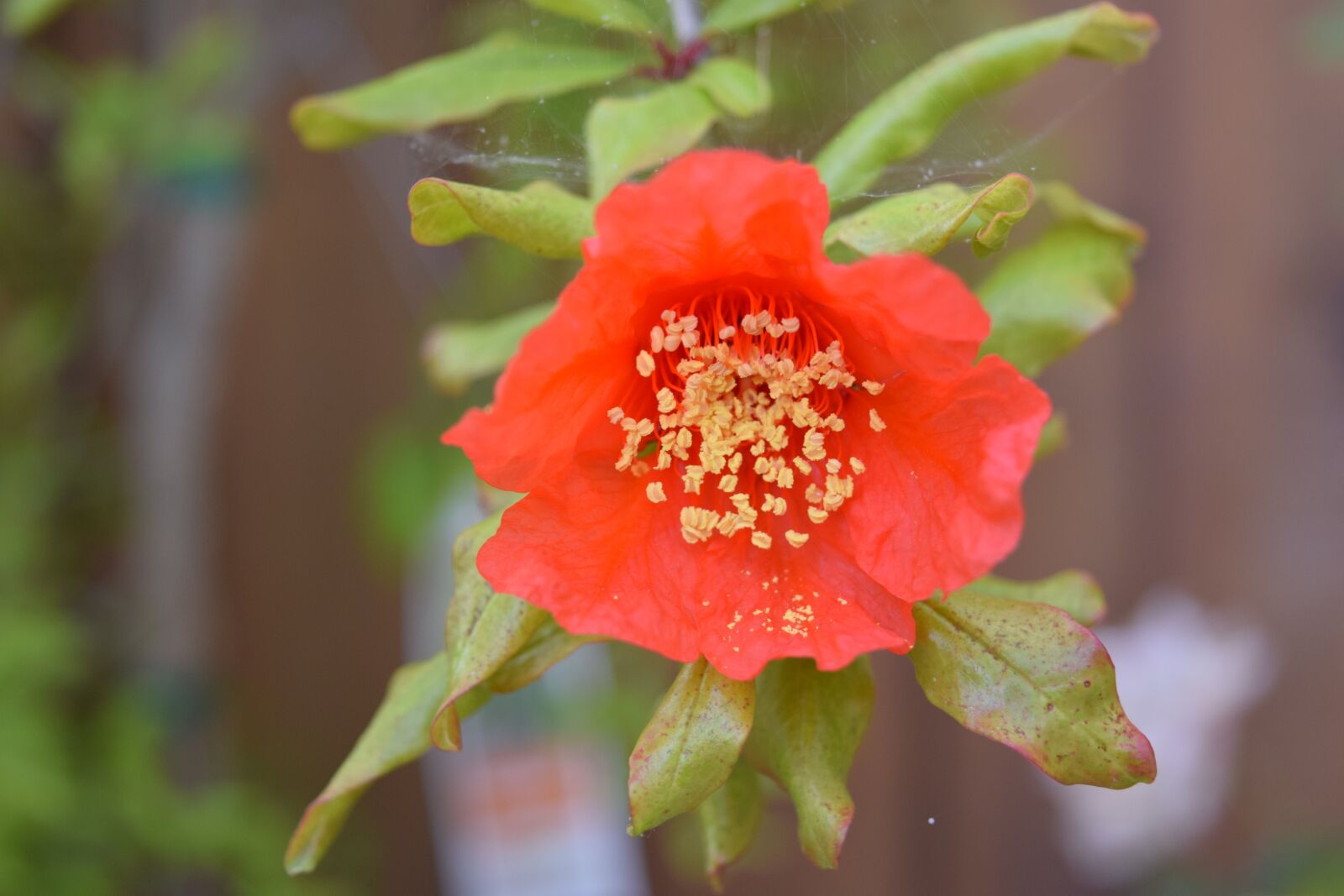 Nikon D3300 sample photo. Flower, red flower, bloom photography