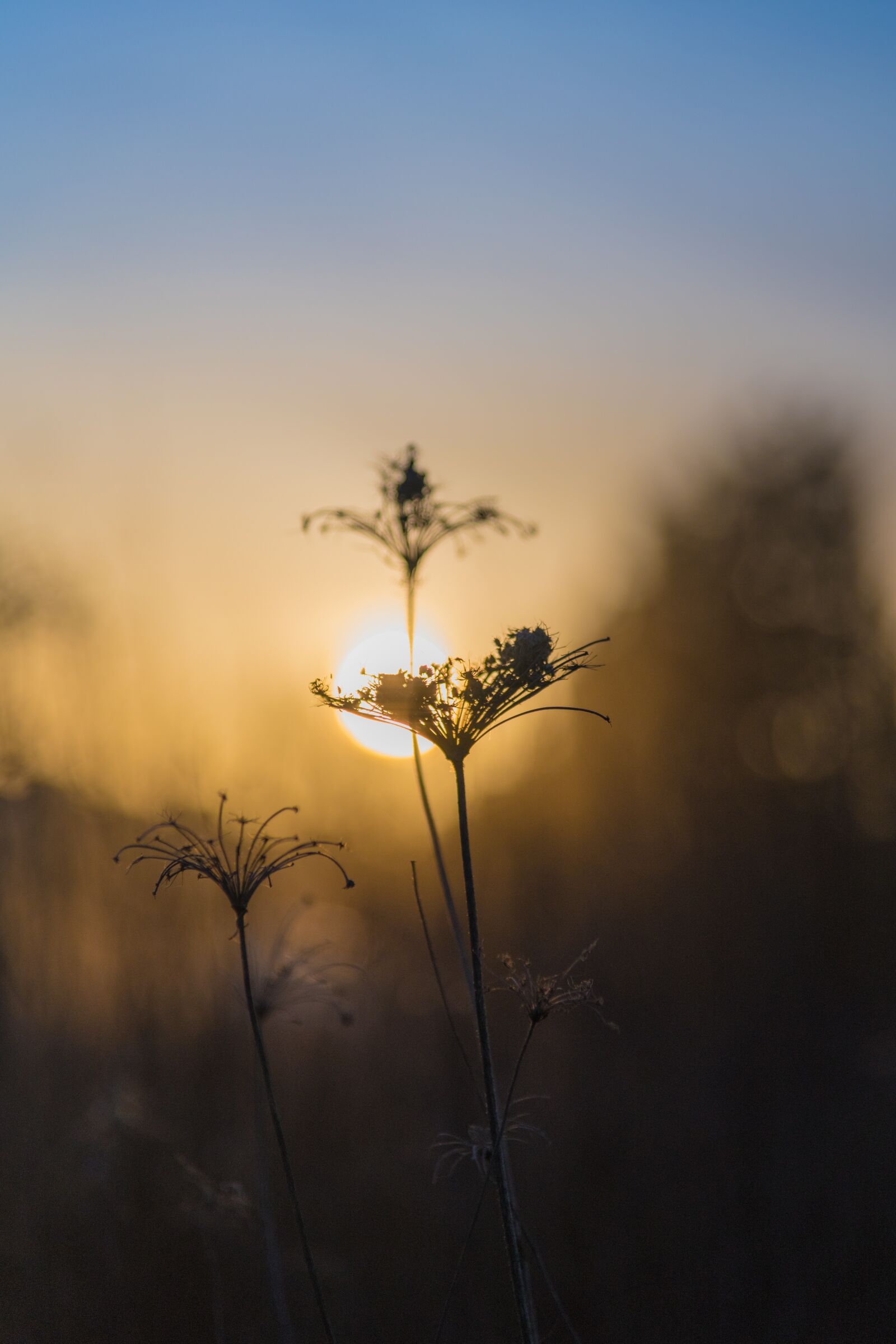 Nikon D850 sample photo. Contrast, nature, sunset photography
