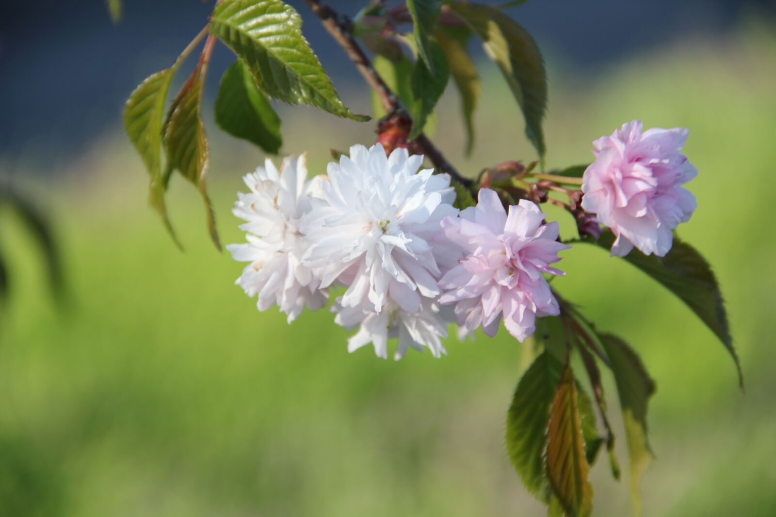 Canon EOS 550D (EOS Rebel T2i / EOS Kiss X4) sample photo. Nature, flowers, beauty photography