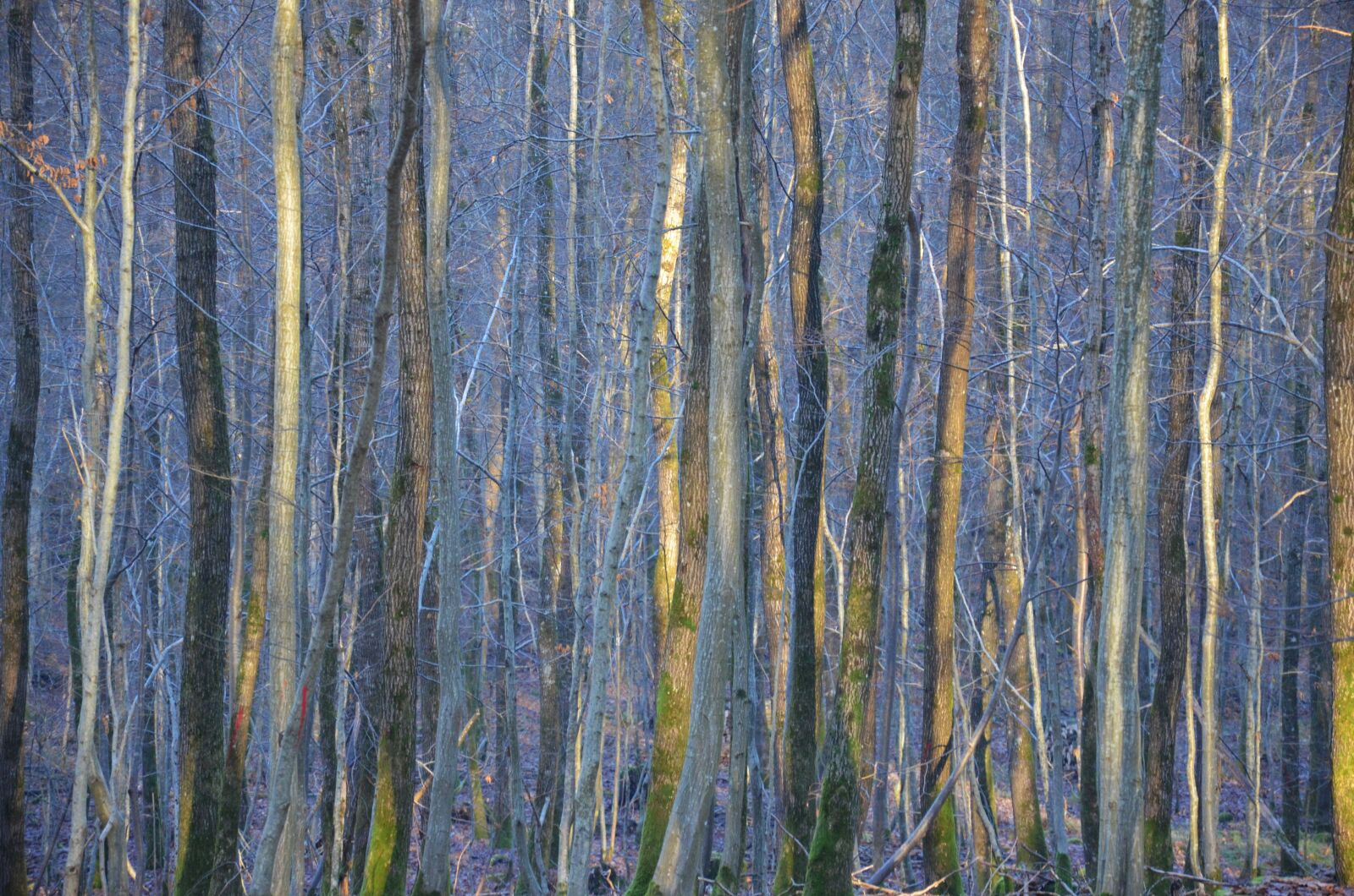 Nikon D5100 sample photo. Forest, trees, nature photography