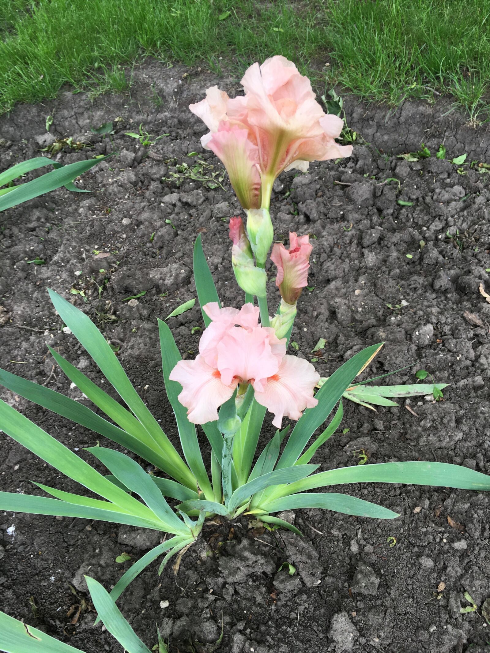 Apple iPhone 6s sample photo