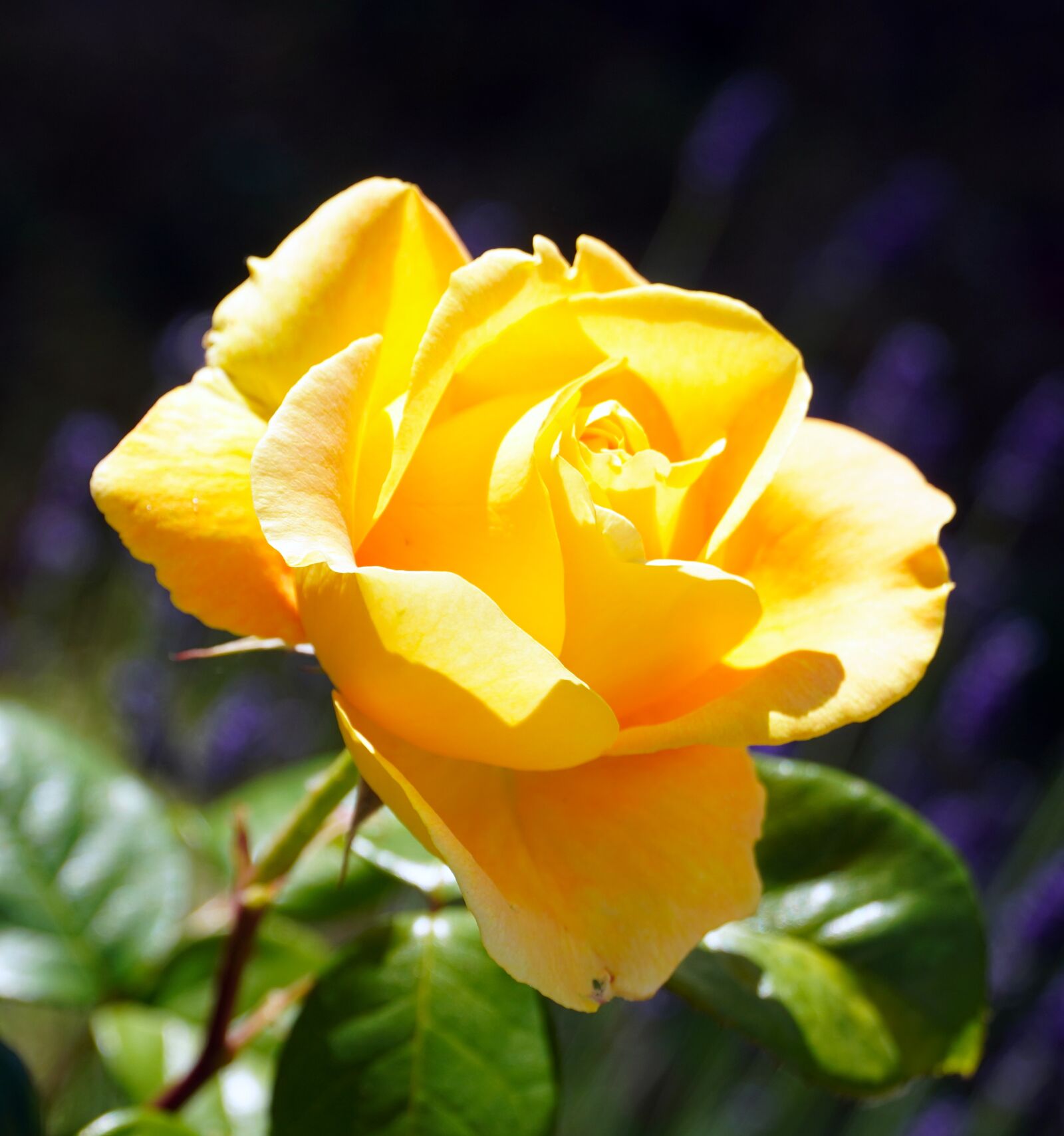 Sony E PZ 18-105mm F4 G OSS sample photo. Rose, yellow, flower photography