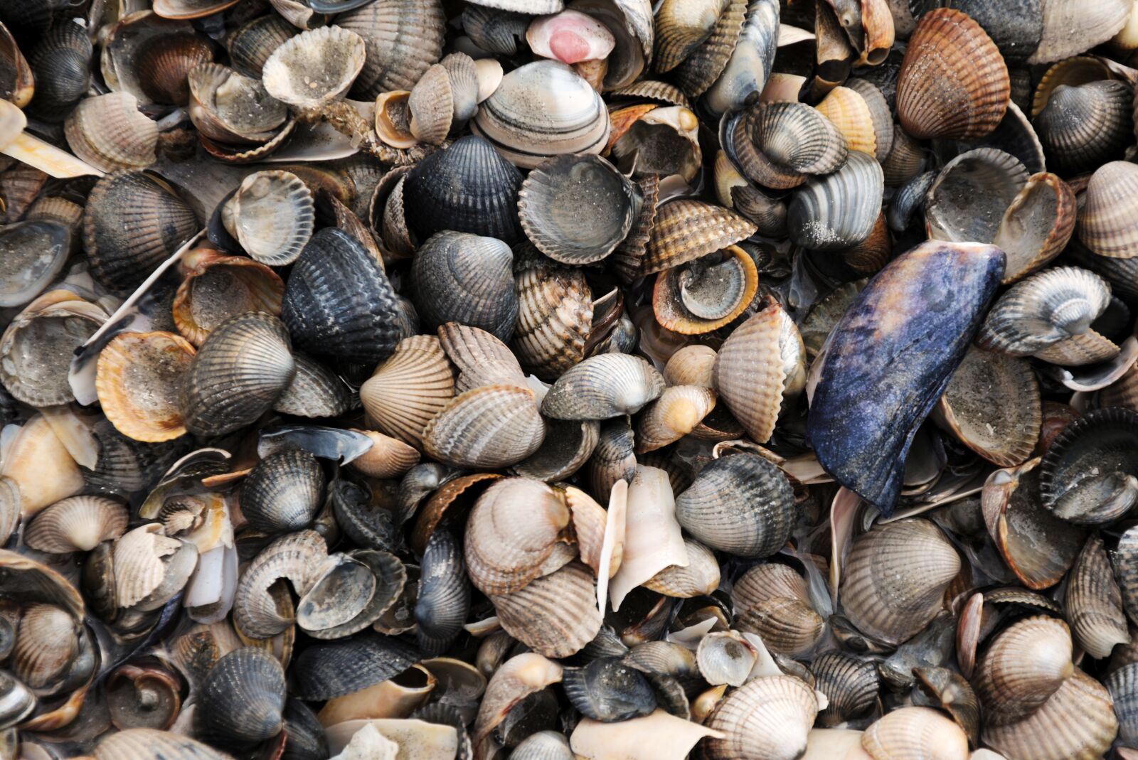 Nikon D5600 sample photo. Mussels, sea, north sea photography