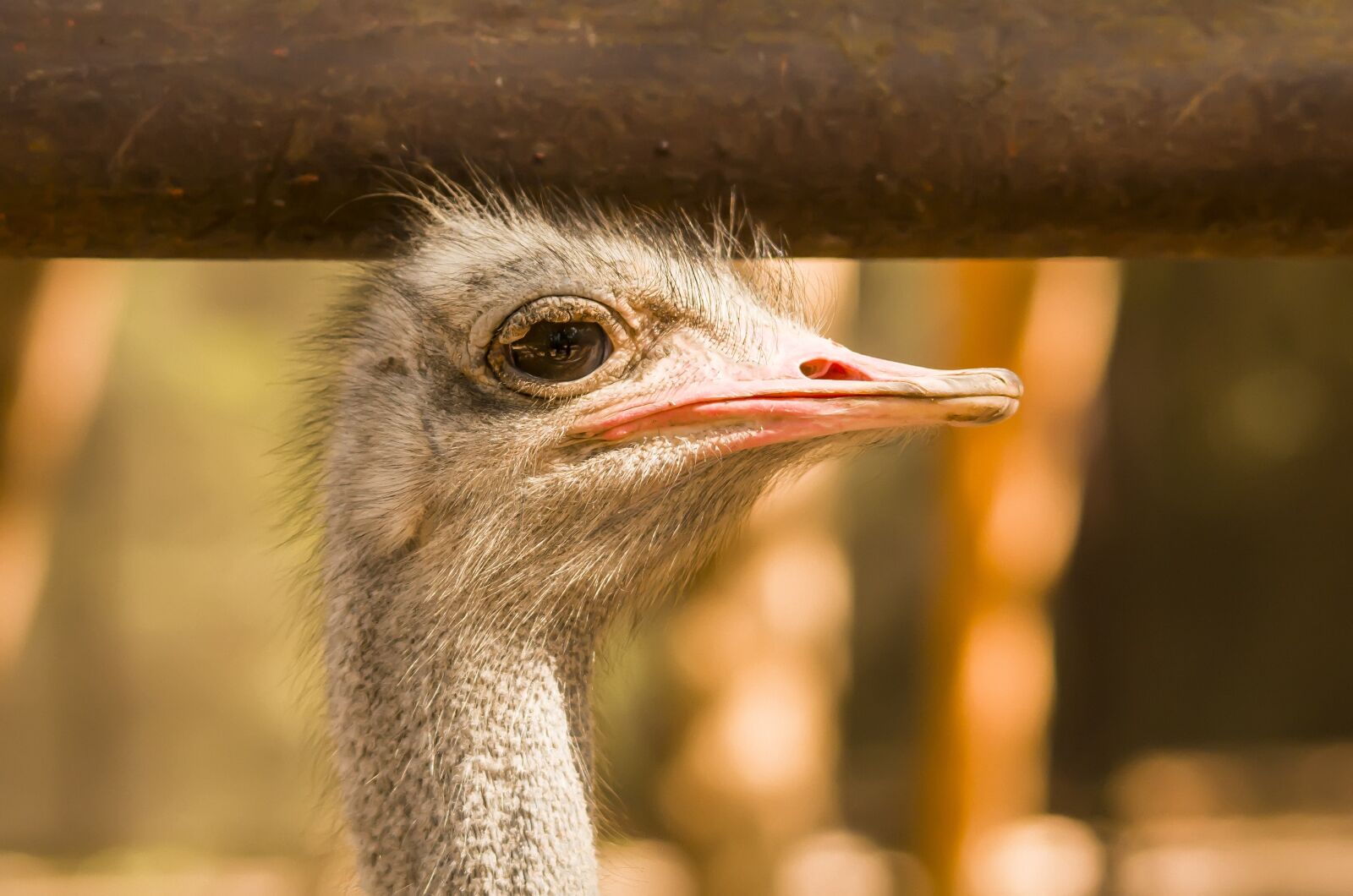 Nikon D7000 sample photo. Ostrich, bird head photography