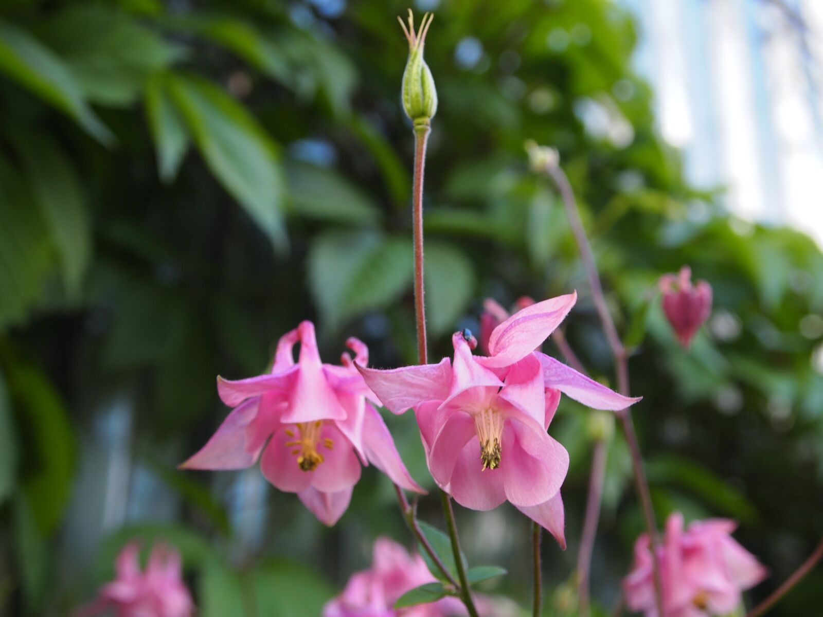 Olympus PEN E-PL1 sample photo. Flowers, garden, bell photography