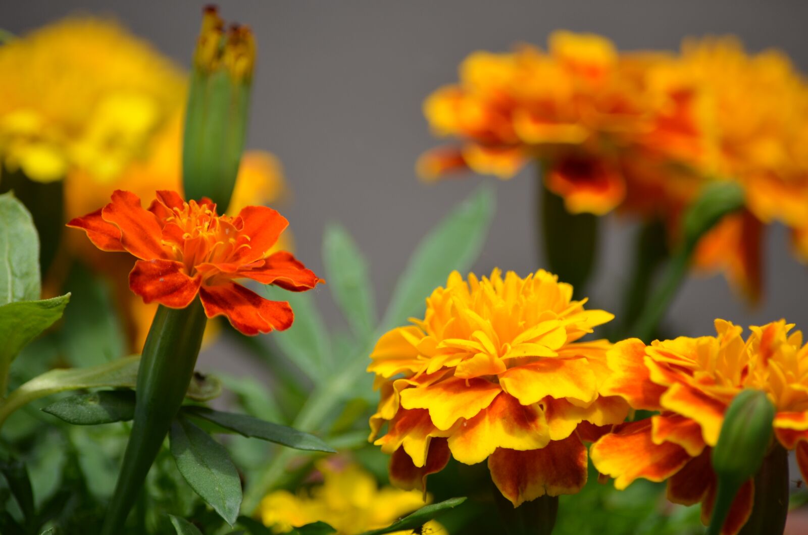 Nikon D5100 sample photo. Marigolds, flowers, annuals photography