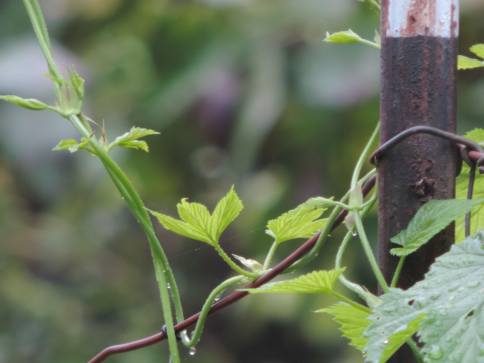 Nikon Coolpix P520 sample photo. Hops, vine, fence photography