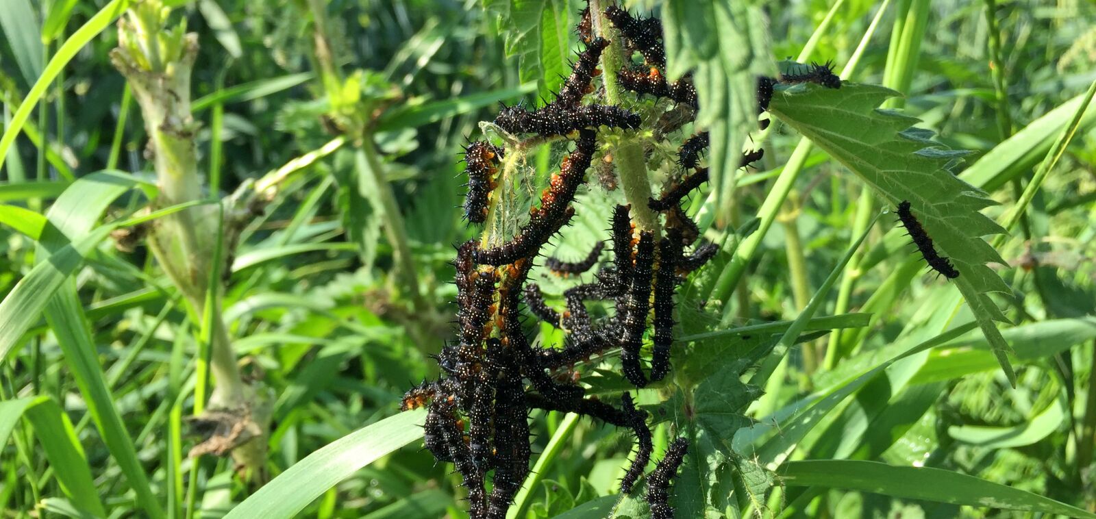 Apple iPhone 6 sample photo. Peacock butterfly, butterfly, caterpillar photography