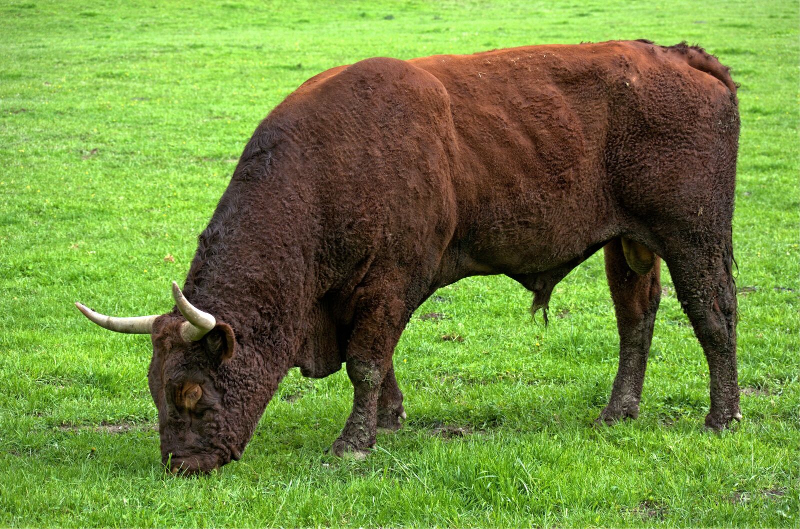 55.0-200.0mm f/4.0-f/5.6 sample photo. Bull, beef, livestock photography