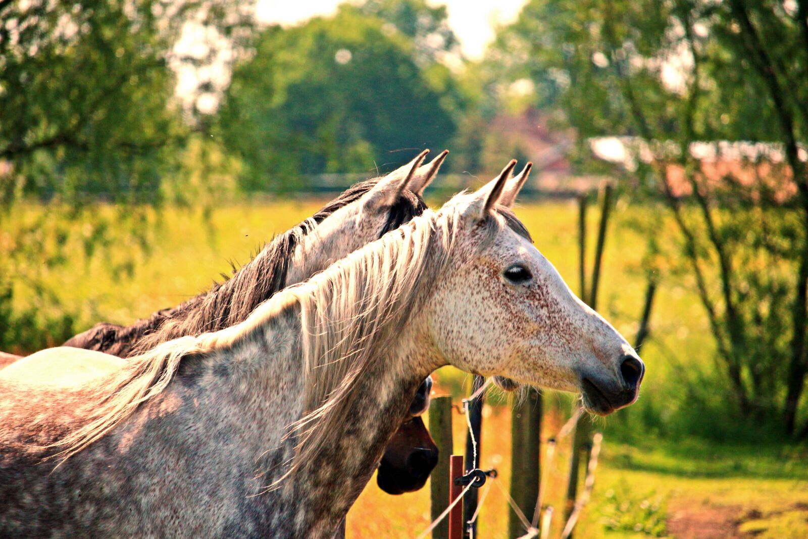 Canon EOS 100D (EOS Rebel SL1 / EOS Kiss X7) sample photo. Horse, mold, horse head photography