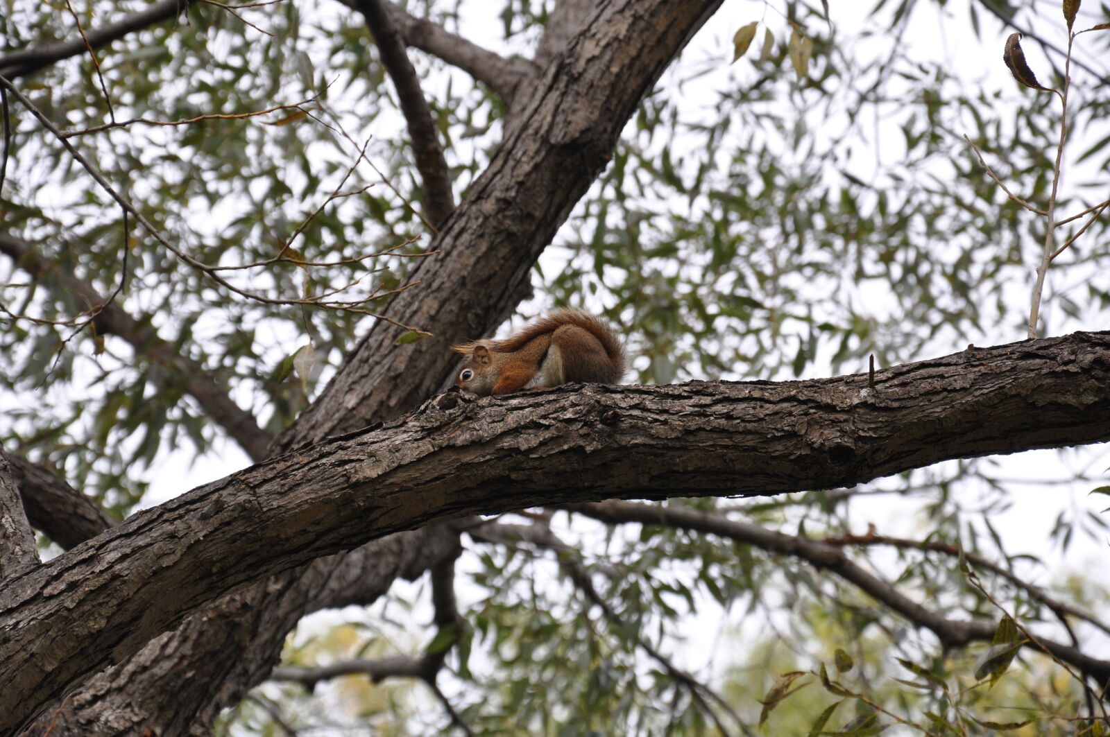 Nikon D90 sample photo. Squirrel, tree, park photography