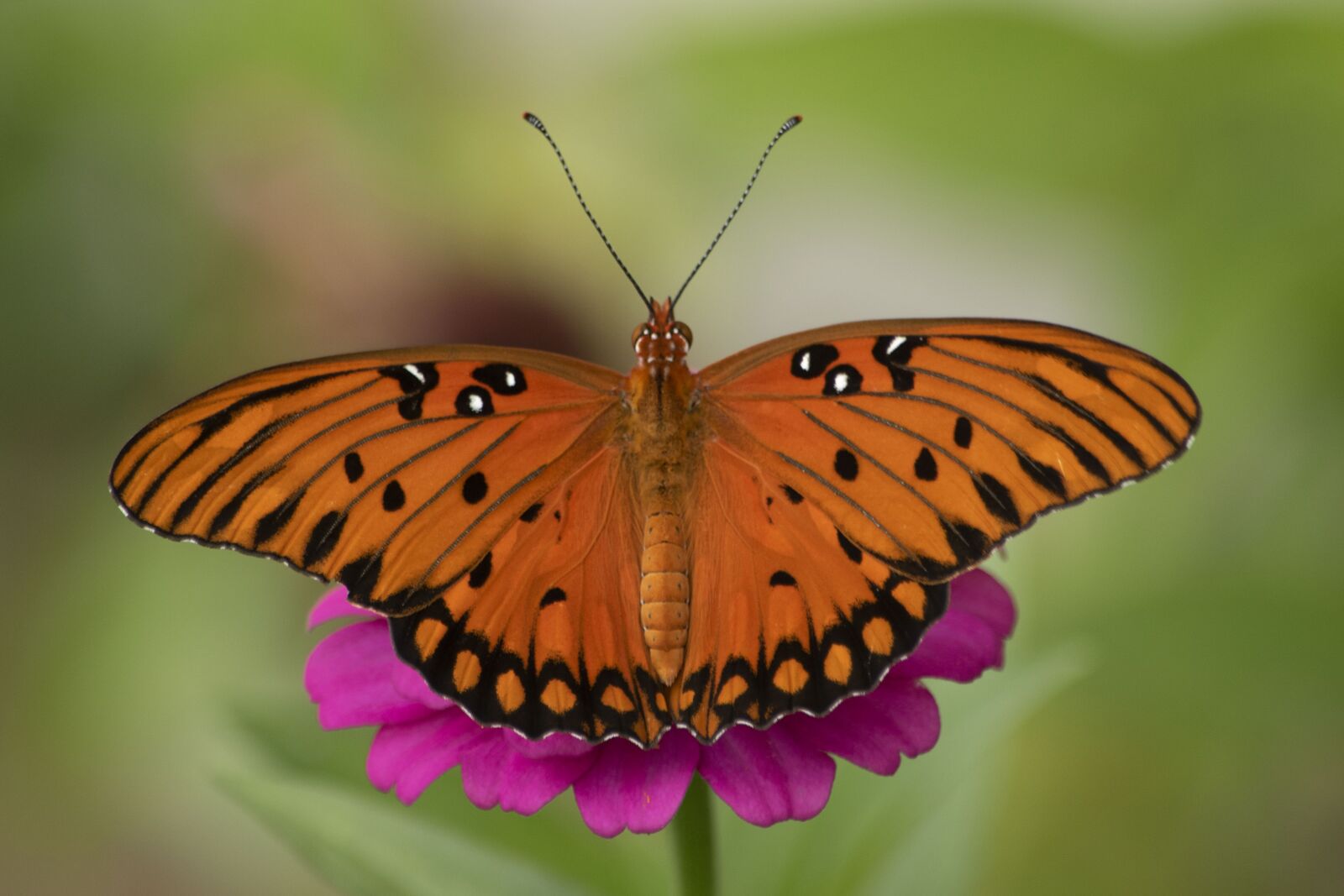 Nikon D5500 sample photo. Gulf fritillary, butterfly, zinnia photography