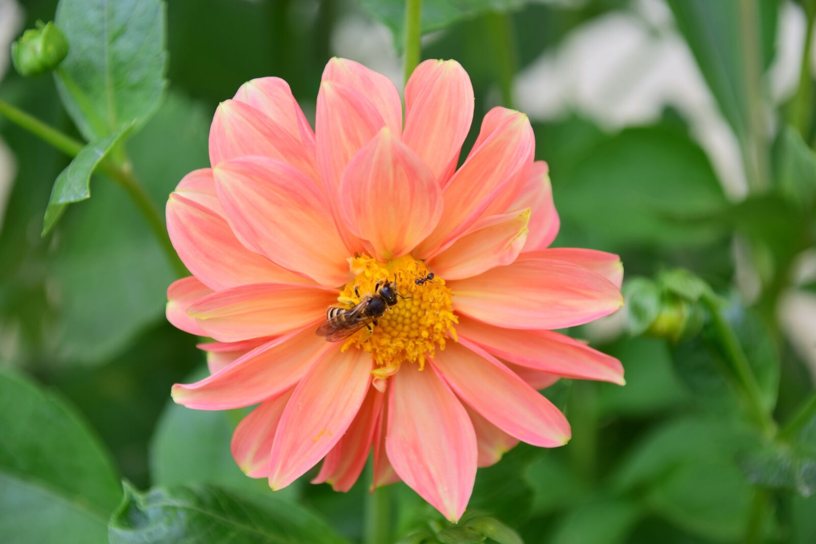 Nikon D3300 sample photo. Dahlia, bee, ant photography