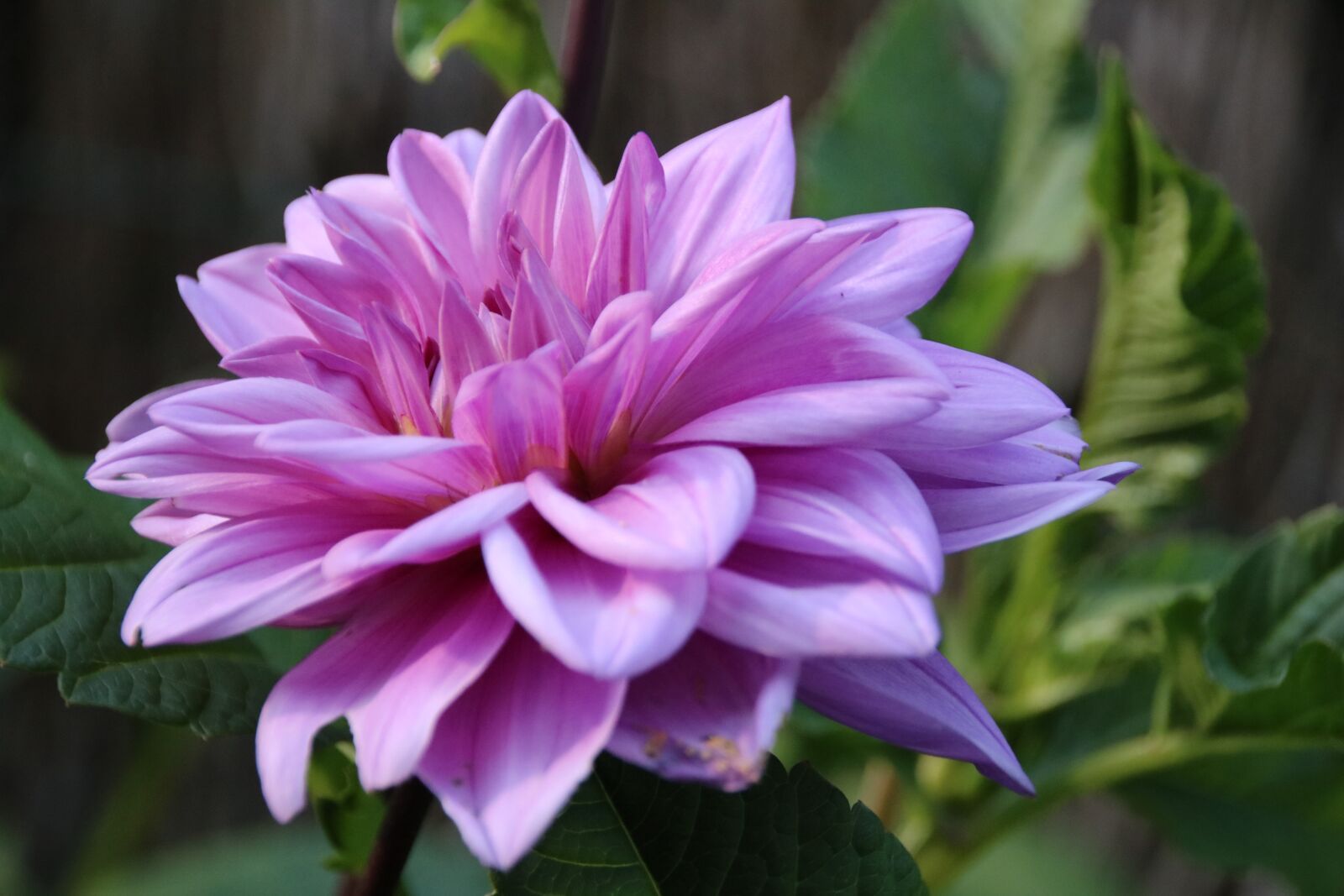 Canon EOS 750D (EOS Rebel T6i / EOS Kiss X8i) sample photo. Chrysanthemum purple, flower, nature photography