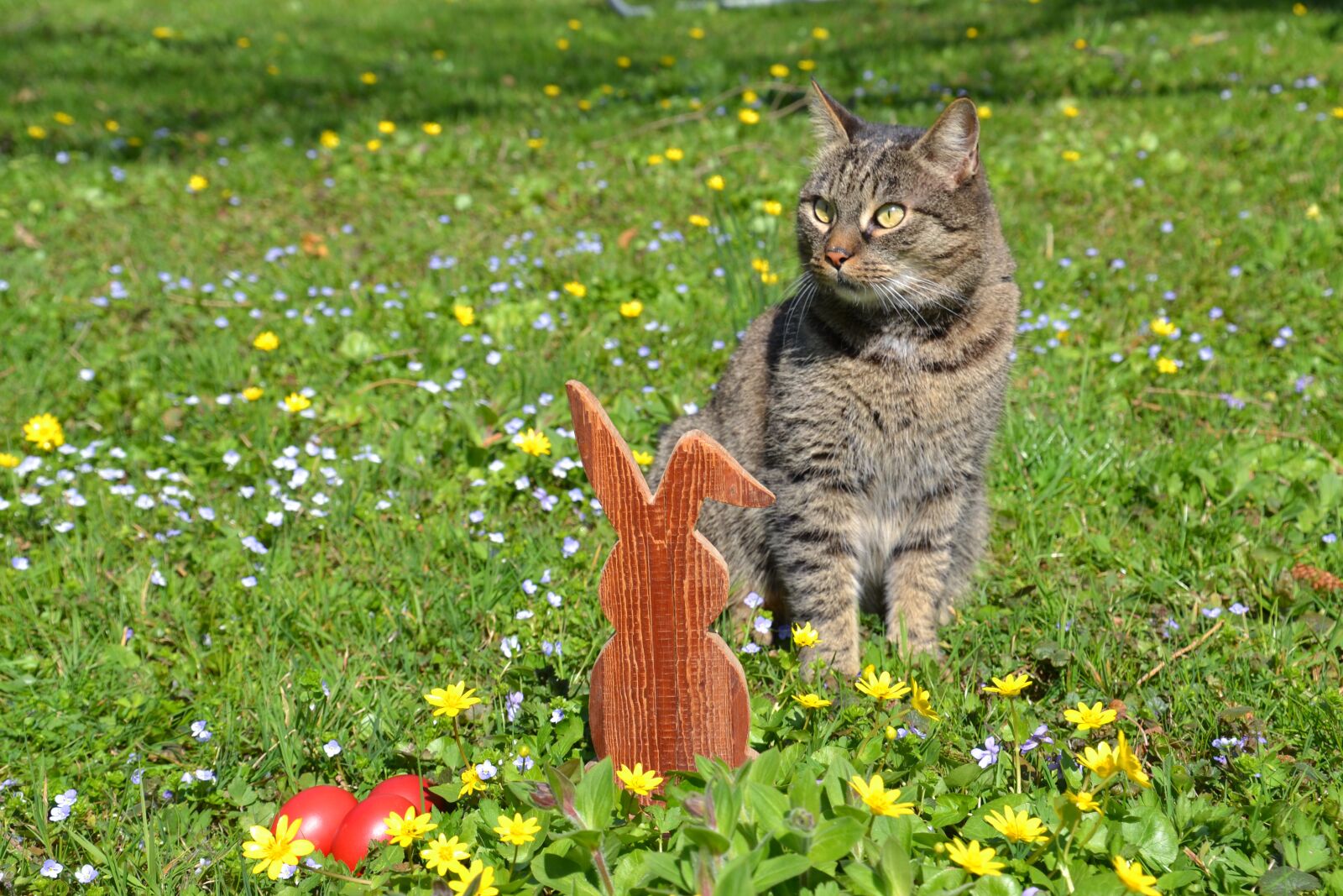 Nikon D3100 sample photo. Easter, hare, easter bunny photography