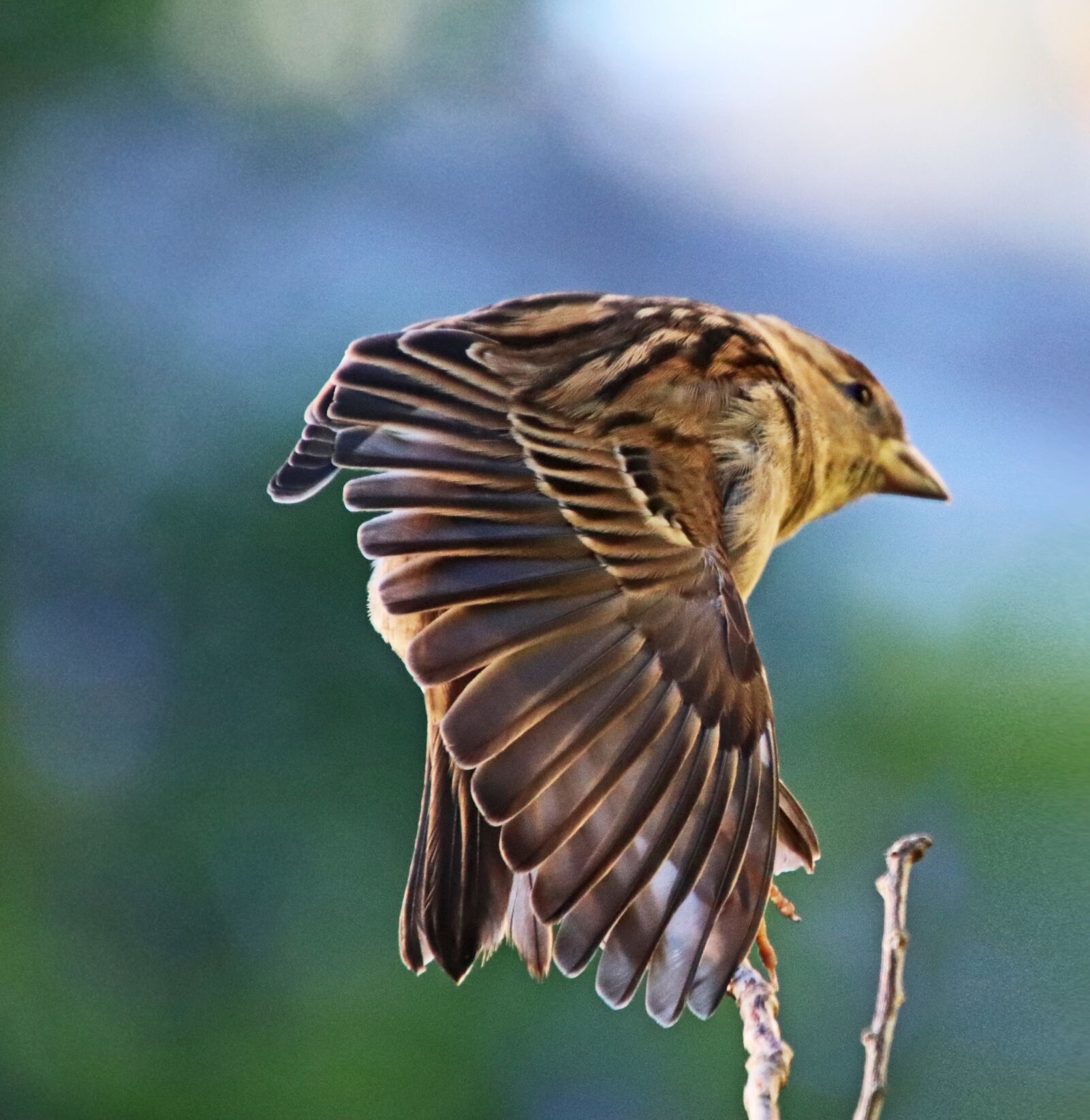 Canon EOS 800D (EOS Rebel T7i / EOS Kiss X9i) sample photo. Bird, sparrow, flying photography