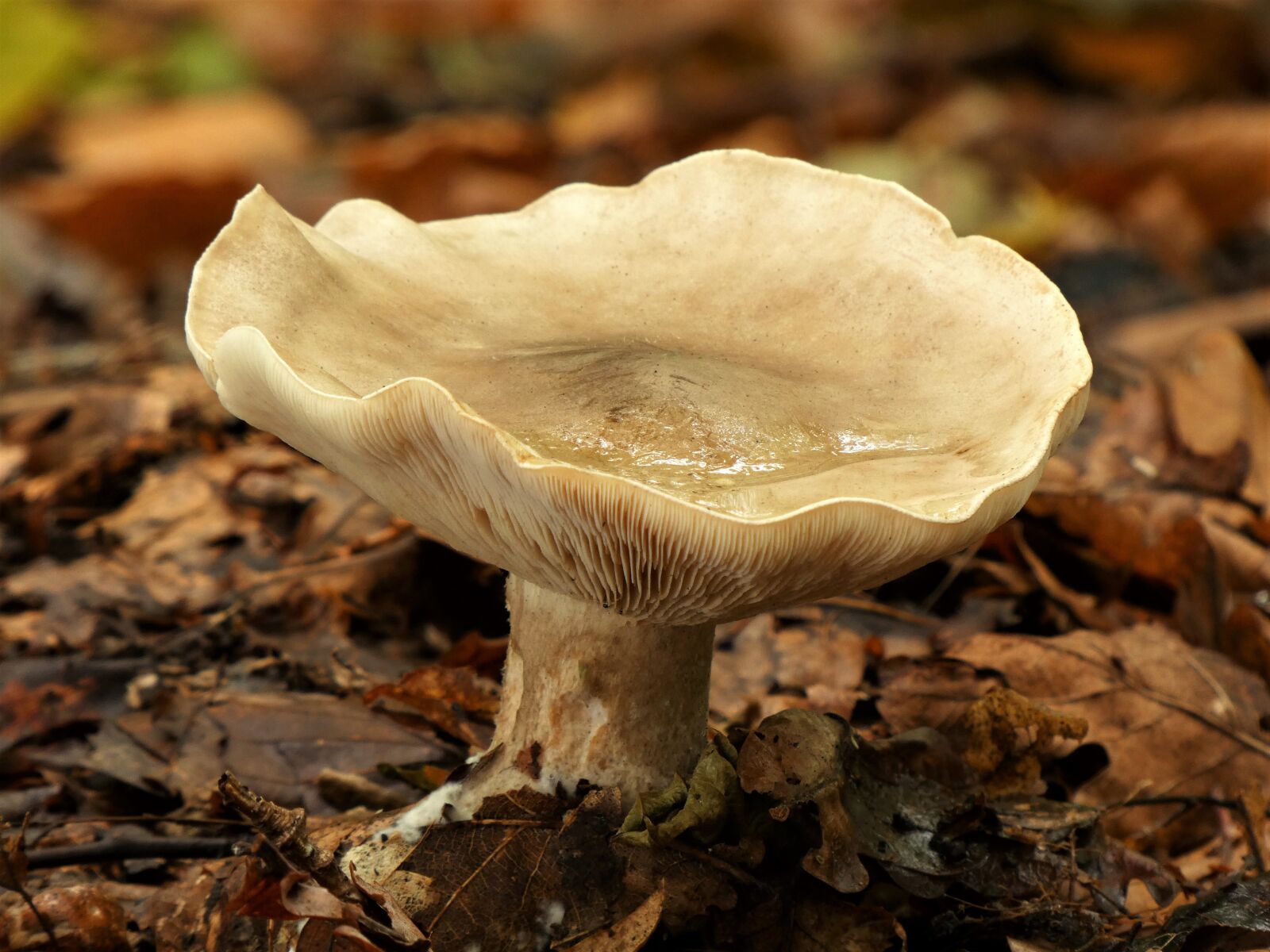 Panasonic Lumix DC-FZ80 (Lumix DC-FZ82) sample photo. Mushroom, forest, forest floor photography