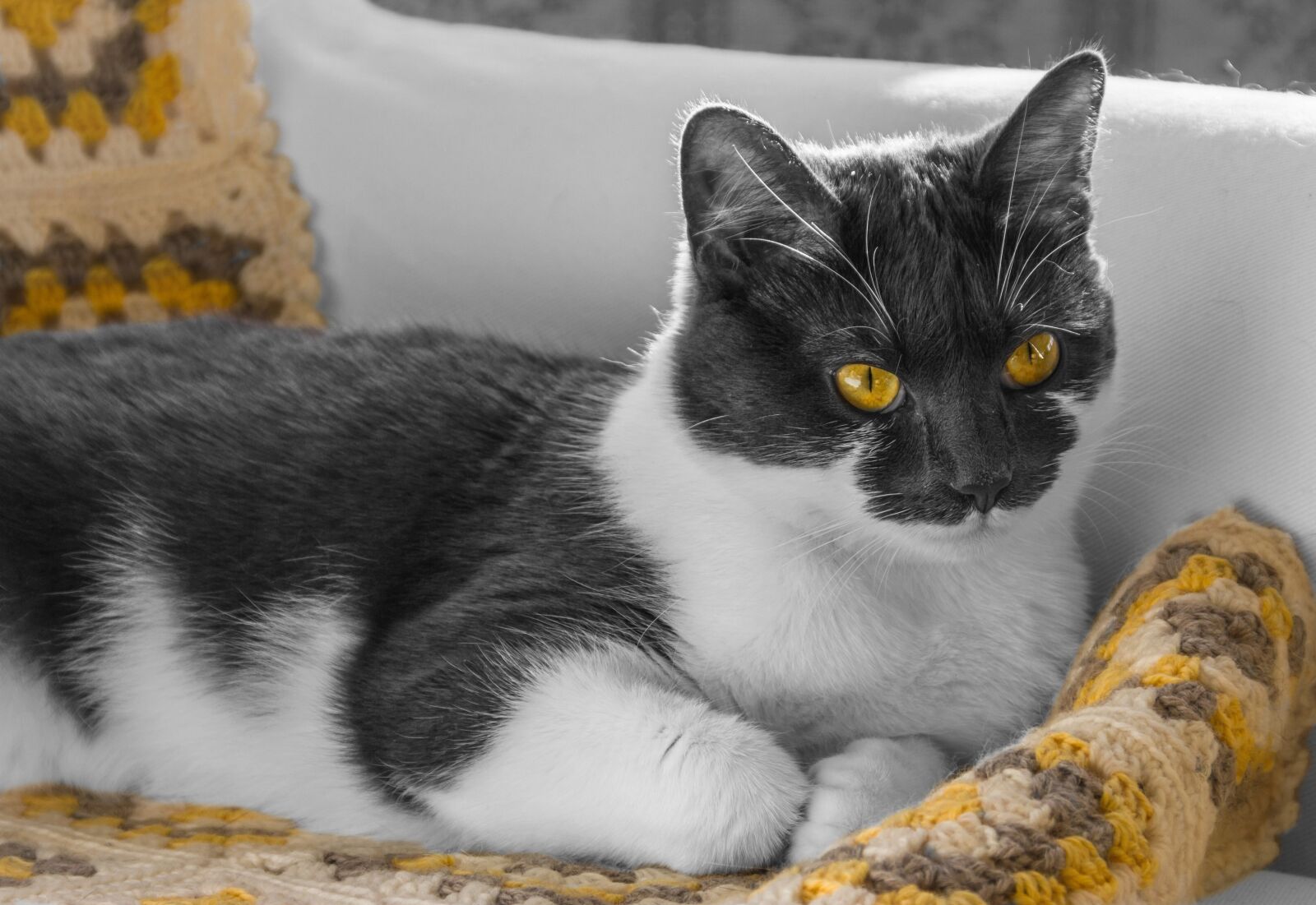 Canon EOS 550D (EOS Rebel T2i / EOS Kiss X4) sample photo. Cat, kitten, pet photography