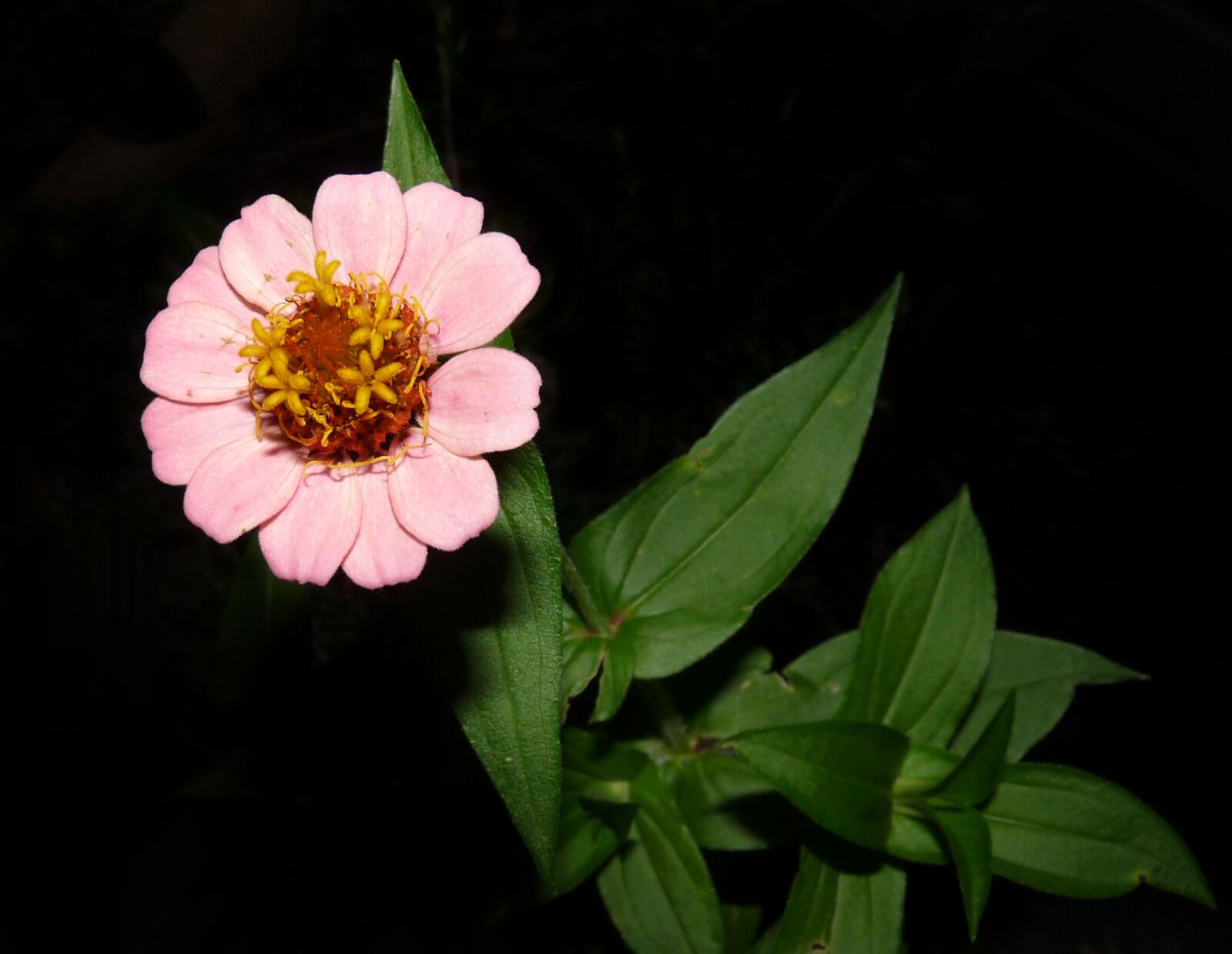 Panasonic Lumix DMC-FZ28 sample photo. Zinnia, flower, pink photography